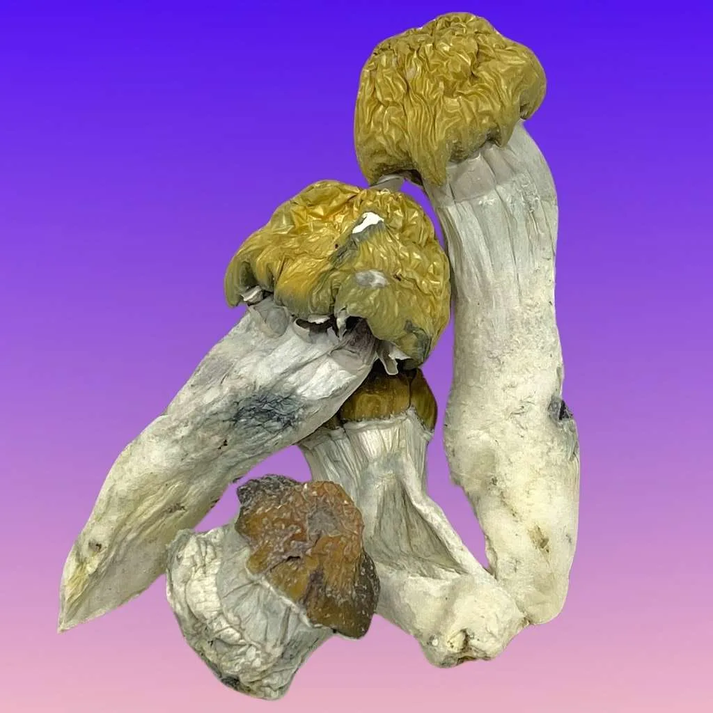 Bluey Vuitton psilocybin mushrooms with thick, creamy-white stems and small caps, known for vivid visuals and uplifting, smooth psychedelic effects