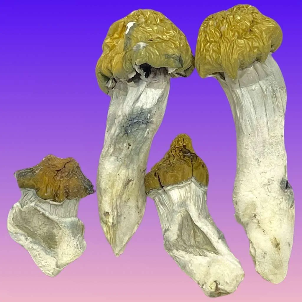 Bluey Vuitton psilocybin mushrooms with thick, creamy-white stems and small caps, known for vivid visuals and uplifting, smooth psychedelic effects
