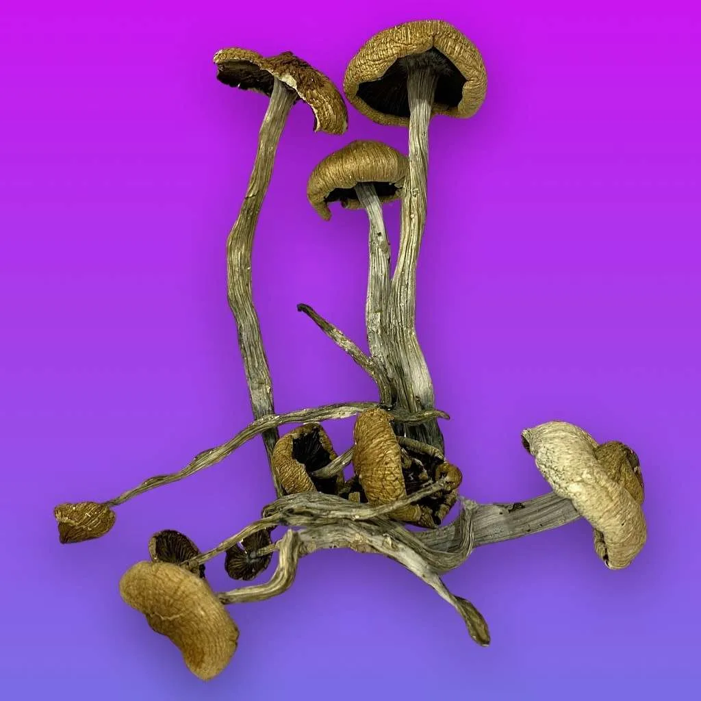Old Man psilocybin mushrooms with rugged stems and golden-brown caps, known for introspective effects and grounded psychedelic experiences