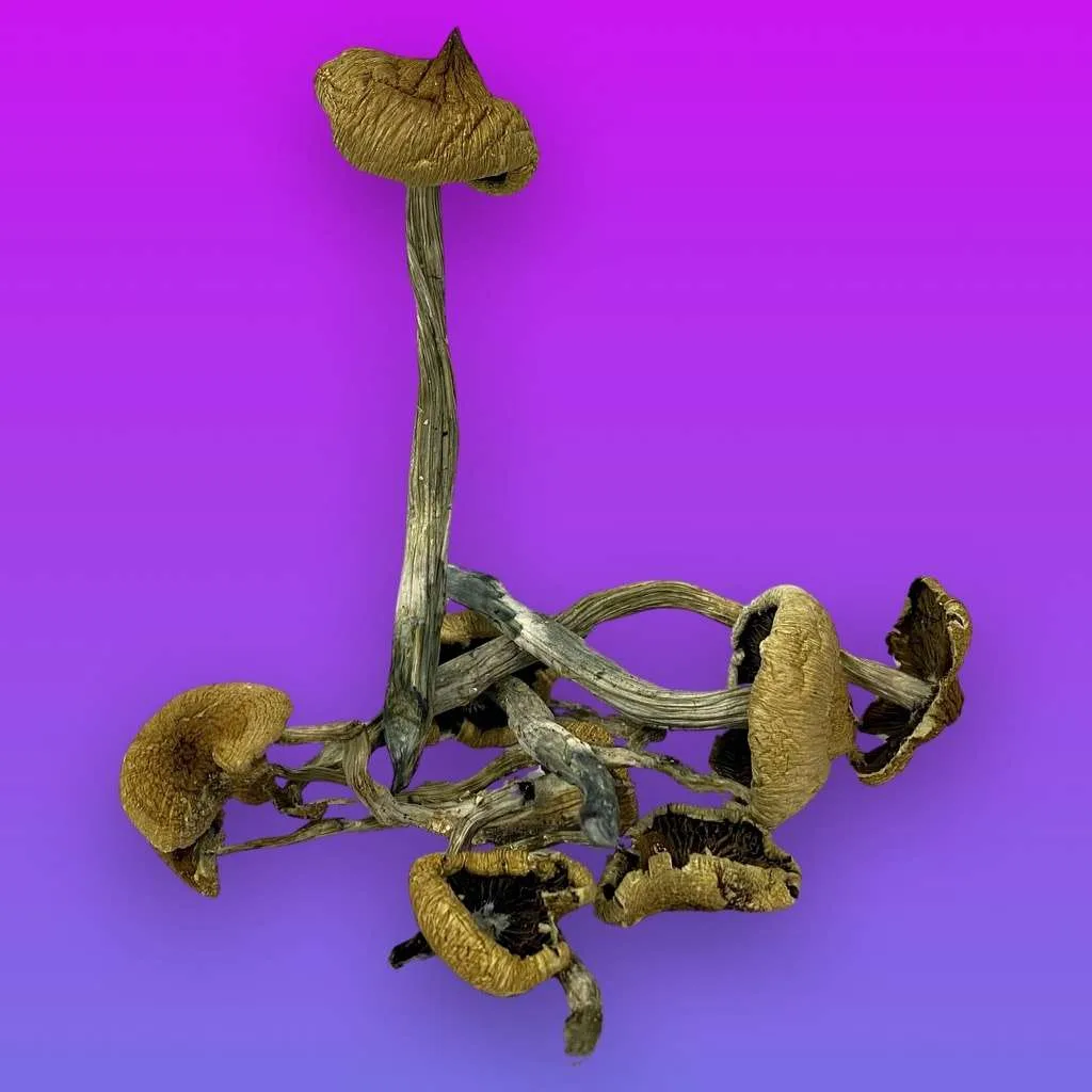 Old Man psilocybin mushrooms with rugged stems and golden-brown caps, known for introspective effects and grounded psychedelic experiences