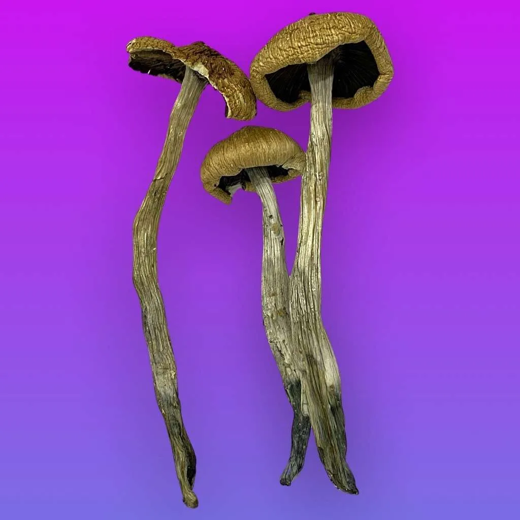 Old Man psilocybin mushrooms with rugged stems and golden-brown caps, known for introspective effects and grounded psychedelic experiences
