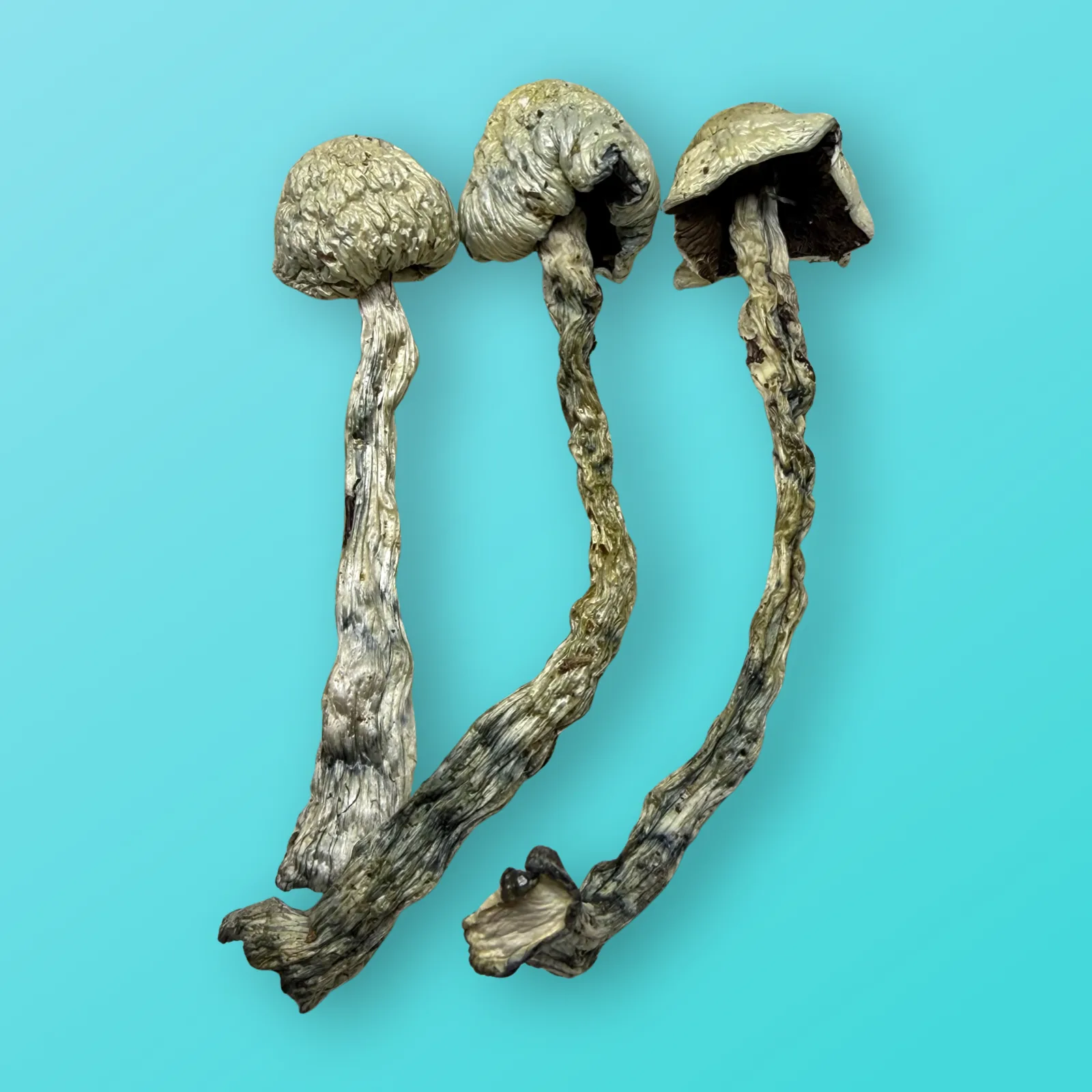 Albino Penis Envy psilocybin mushrooms with pale, thick stems and small caps, known for extreme potency and vivid psychedelic effects