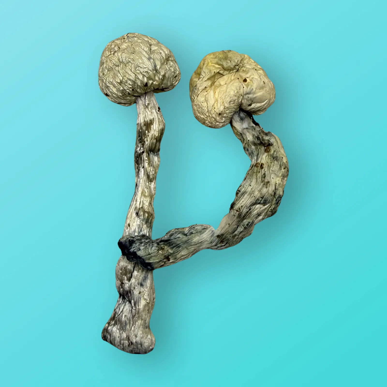 Albino Penis Envy psilocybin mushrooms with pale, thick stems and small caps, known for extreme potency and vivid psychedelic effects