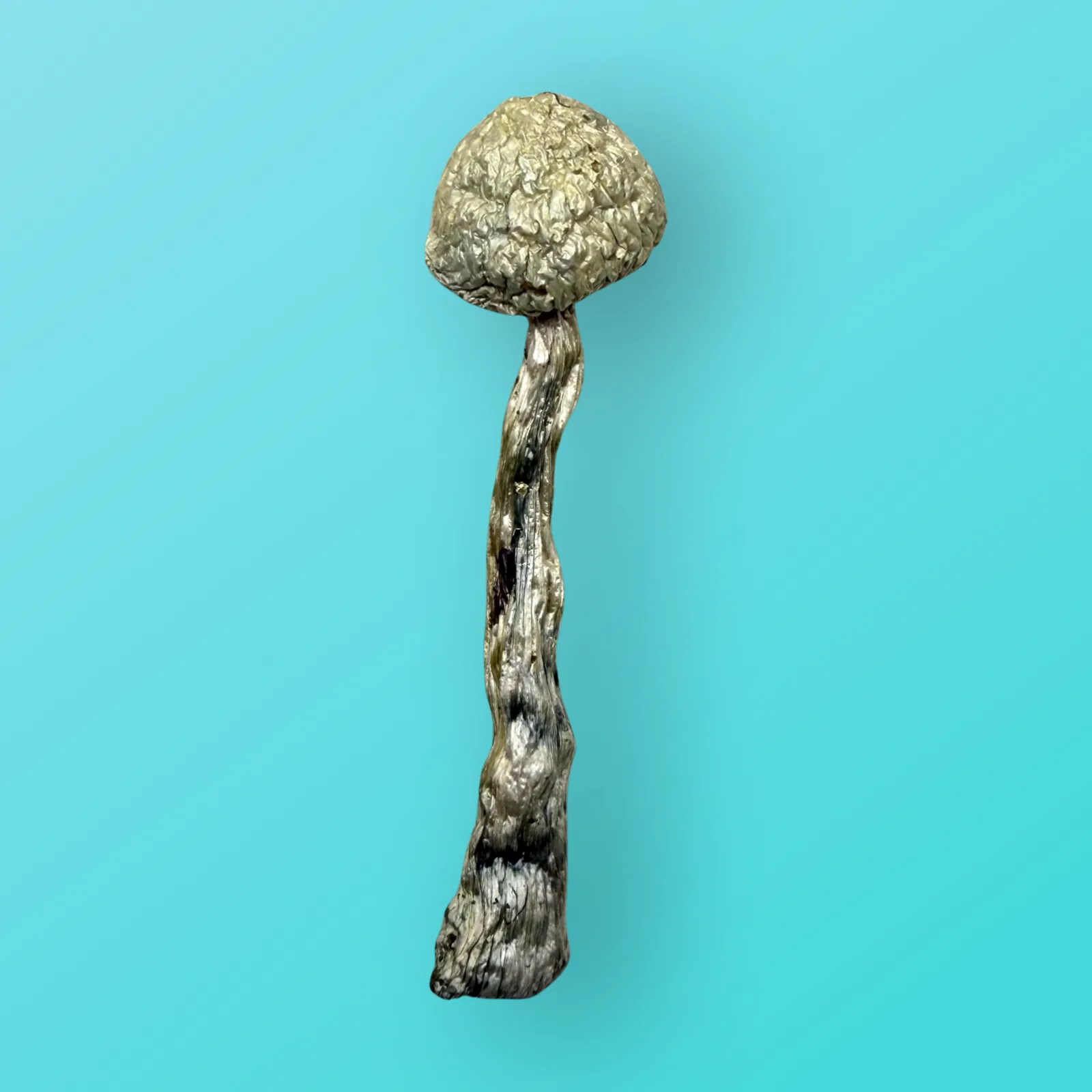 Albino Penis Envy psilocybin mushrooms with pale, thick stems and small caps, known for extreme potency and vivid psychedelic effects