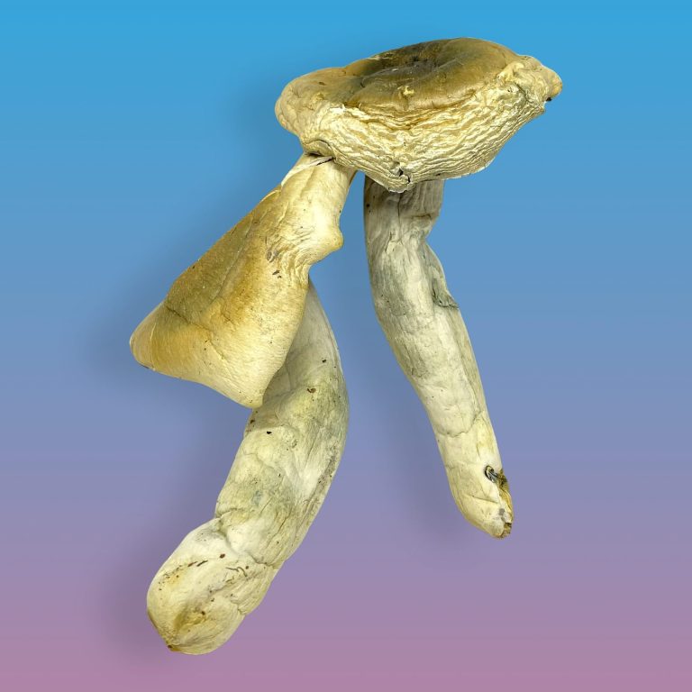 Penis Envy psilocybin mushrooms with thick stems and bulbous caps, known for intense visuals and powerful psychedelic effects