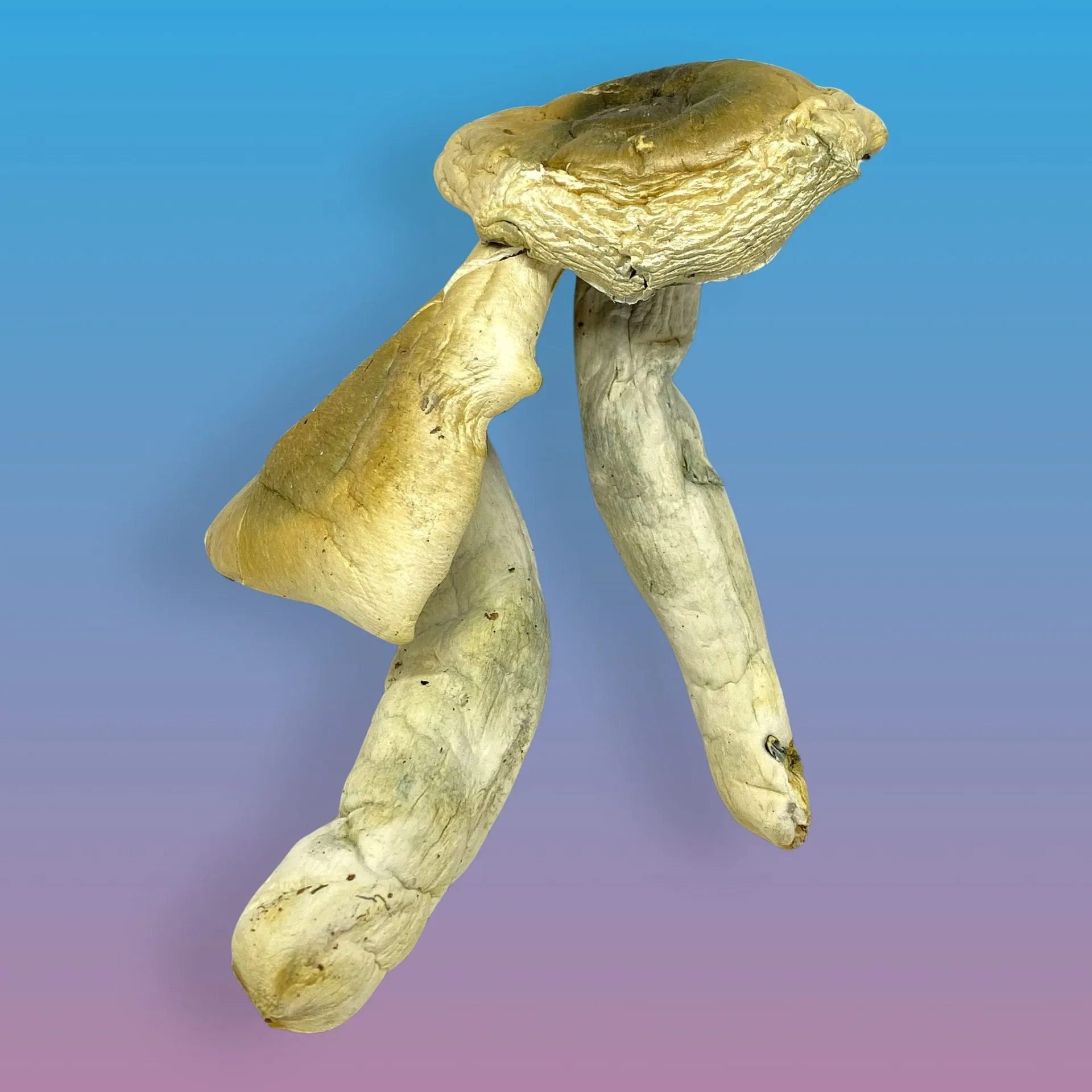 Penis Envy psilocybin mushrooms with thick stems and bulbous caps, known for intense visuals and powerful psychedelic effects