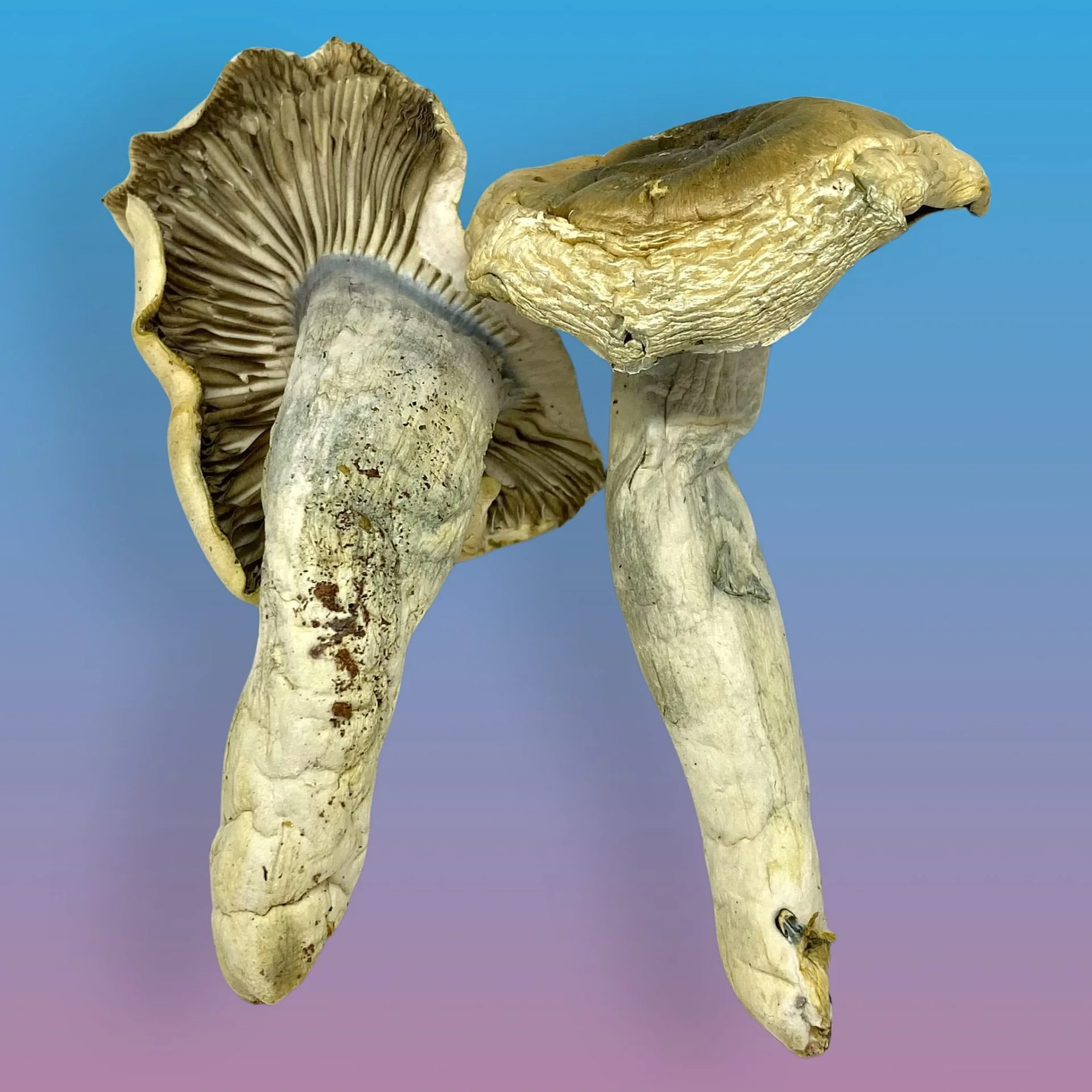 Penis Envy psilocybin mushrooms with thick stems and bulbous caps, known for intense visuals and powerful psychedelic effects
