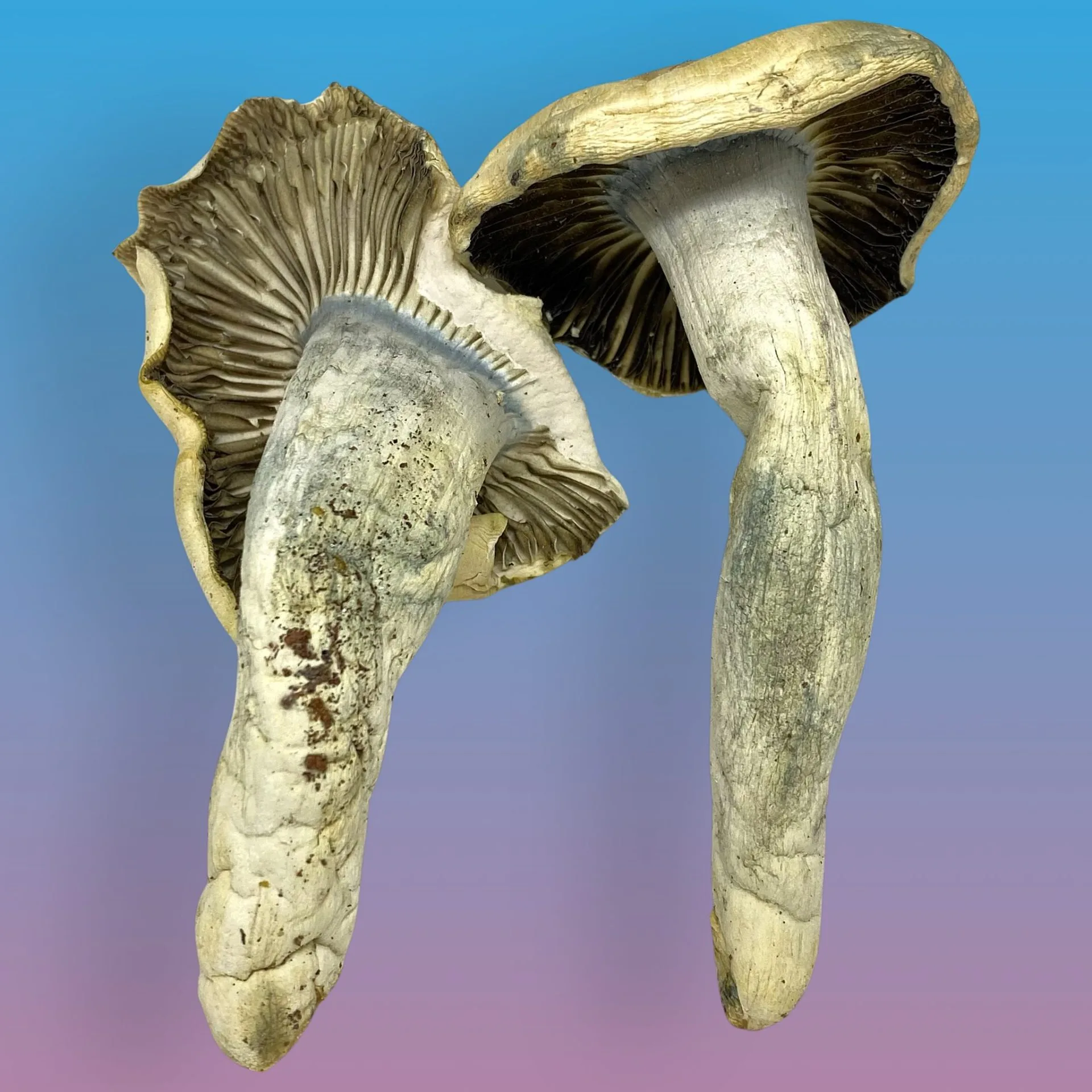 Penis Envy psilocybin mushrooms with thick stems and bulbous caps, known for intense visuals and powerful psychedelic effects