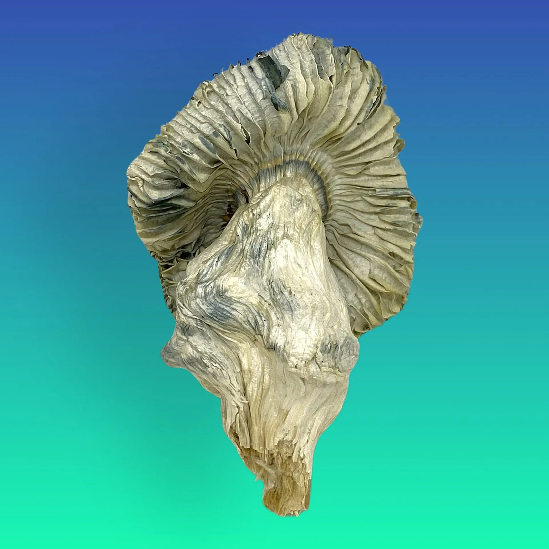 Albino Penis Envy psilocybin mushrooms with pale, thick stems and small caps, known for extreme potency and vivid psychedelic effects