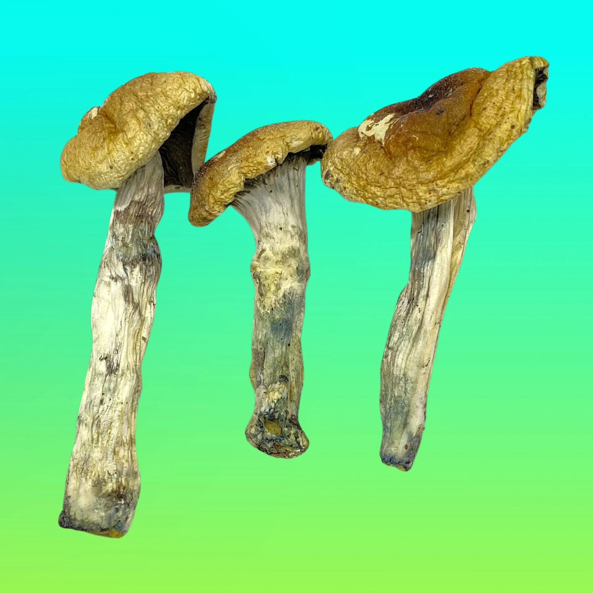 Trinity psilocybin mushrooms with twisted stems and capped tops, known for balanced psychedelic effects and vivid visuals