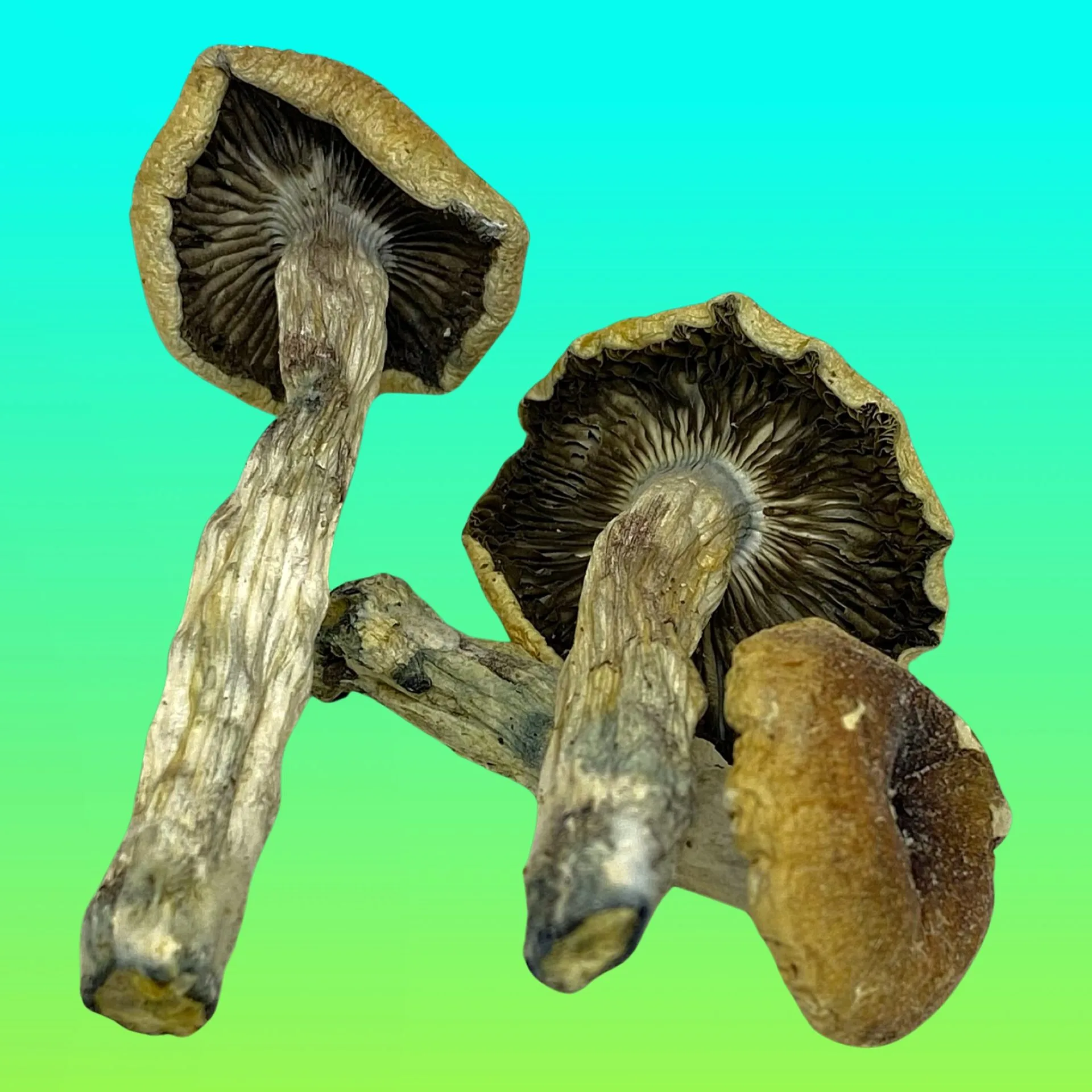 Trinity psilocybin mushrooms with twisted stems and capped tops, known for balanced psychedelic effects and vivid visuals