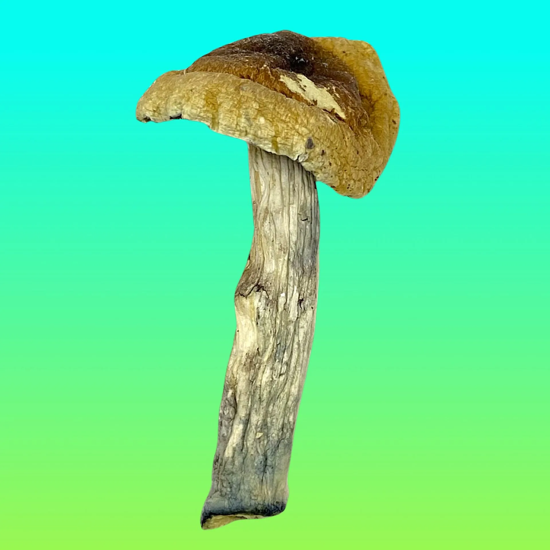 Trinity psilocybin mushrooms with twisted stems and capped tops, known for balanced psychedelic effects and vivid visuals