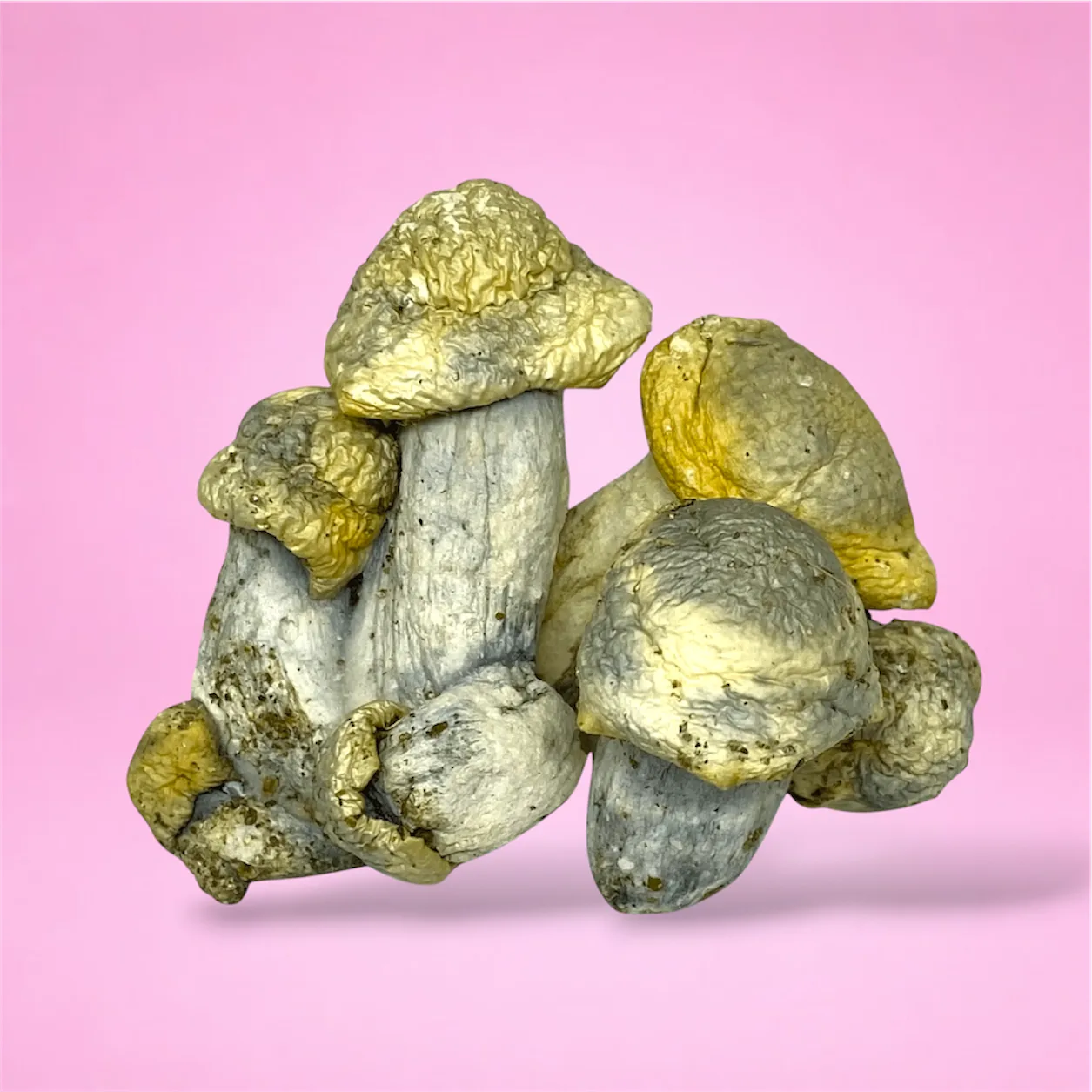 Casper psilocybin mushroom strain, hand-crafted by Baked In Bushwick