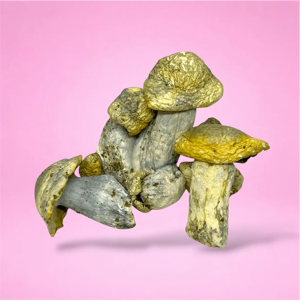 Casper psilocybin mushroom strain, hand-crafted by Baked In Bushwick