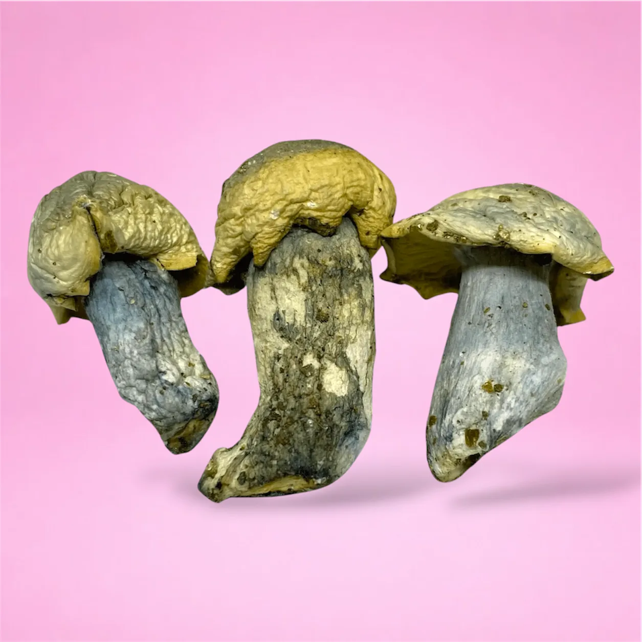 Casper psilocybin mushroom strain, hand-crafted by Baked In Bushwick