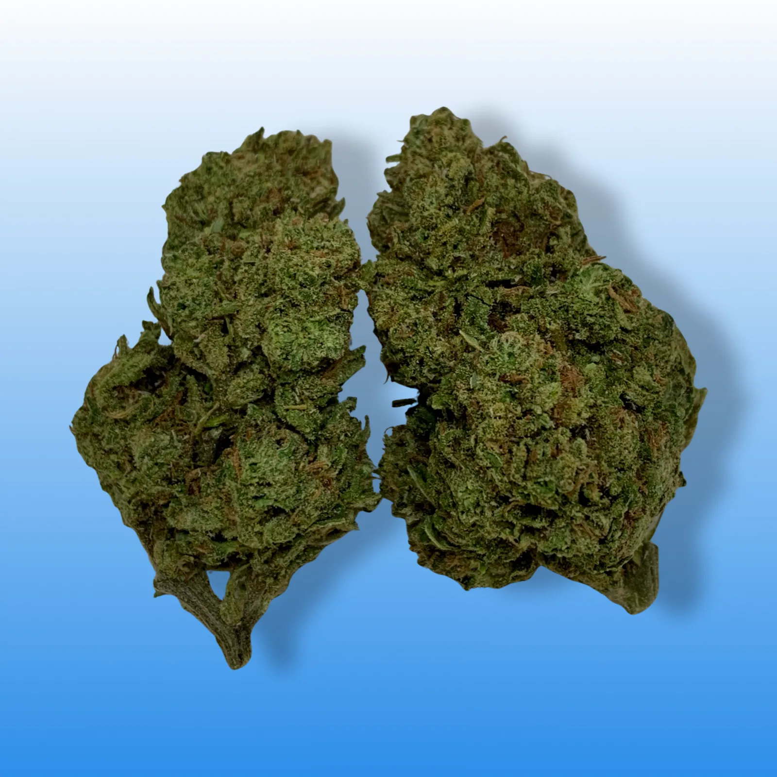 Baked In Bushwick - Blue Dream Sativa Hybrid Cannabis Flower - Bushwick Fast Weed Delivery