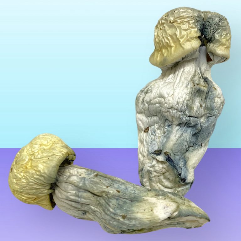 Albino Bluey Vuitton psilocybin mushrooms with pale caps and thick, twisted stems, known for intense visuals and high potency