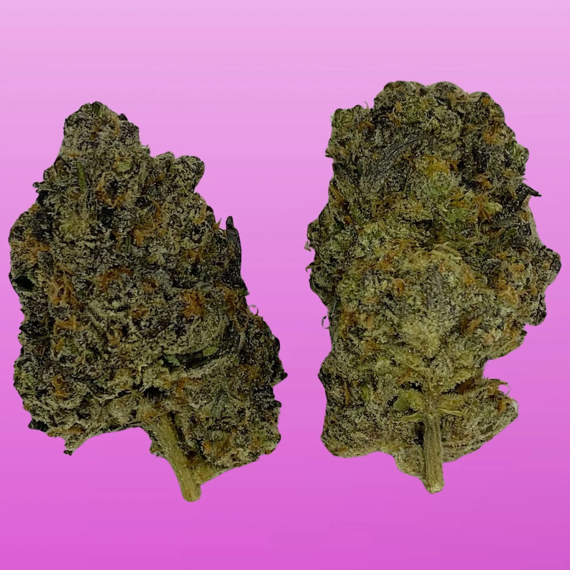 Purple Gas cannabis strain, hand-crafted by Baked In Bushwick