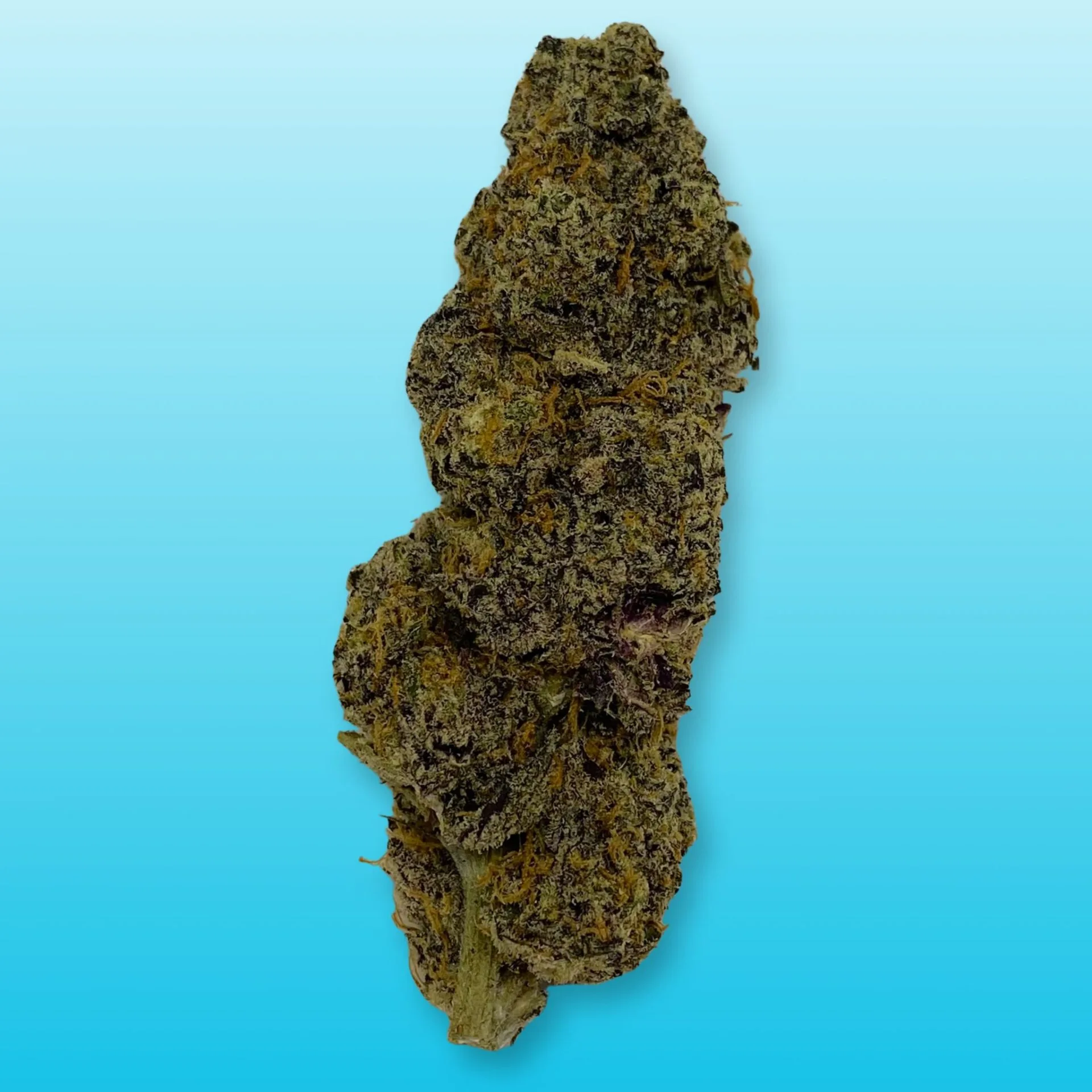 Candy Runtz cannabis strain, expertly cultivated by Baked In Bushwick