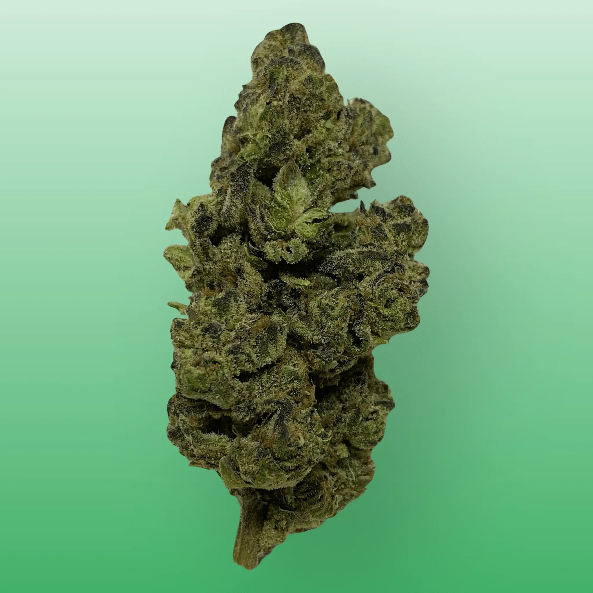 GMO Zkittlez cannabis strain, expertly cultivated by Baked In Bushwick