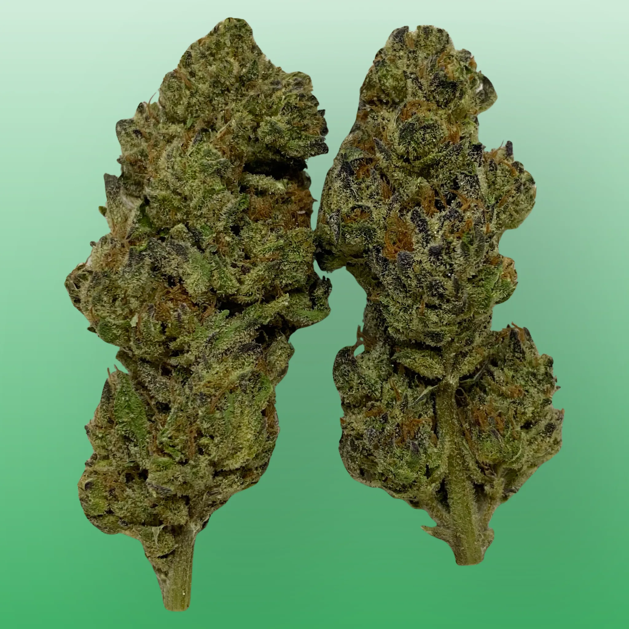 GMO Zkittlez cannabis strain, expertly cultivated by Baked In Bushwick