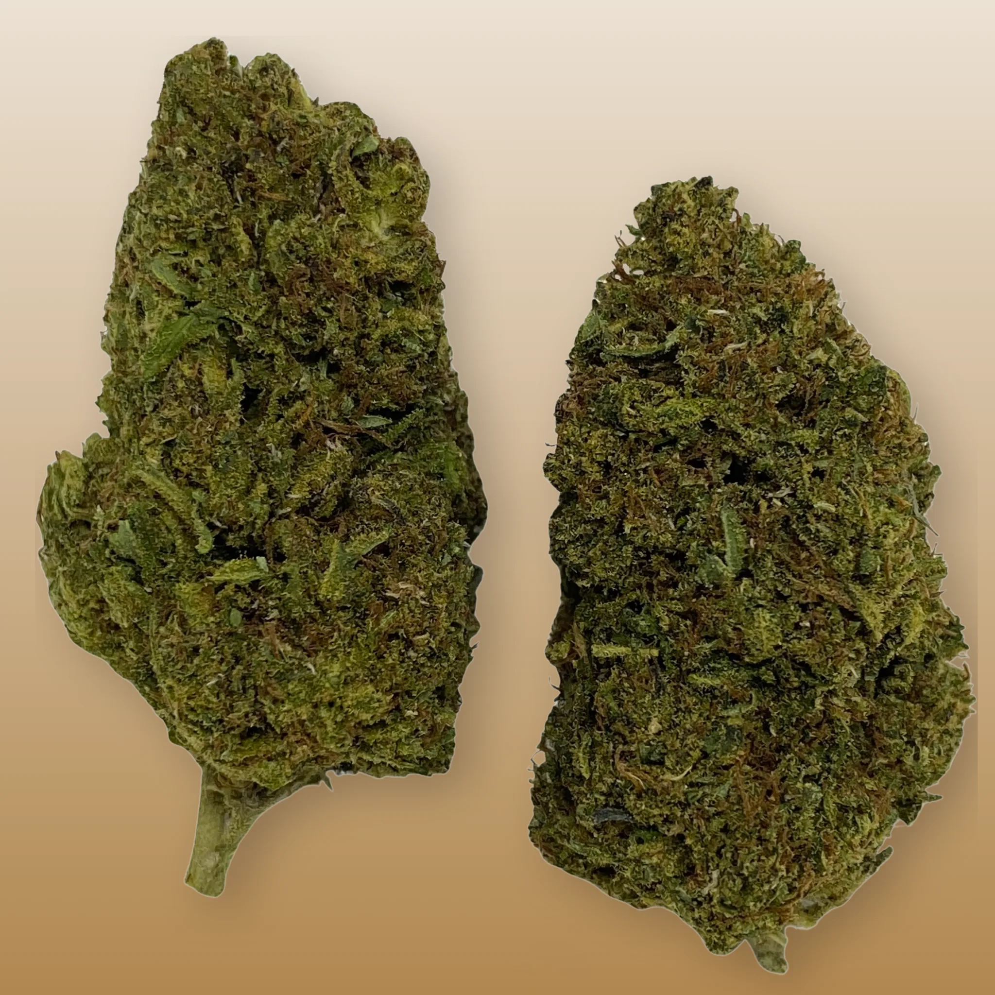 Deadhead OG cannabis strain, expertly cultivated by Baked In Bushwick