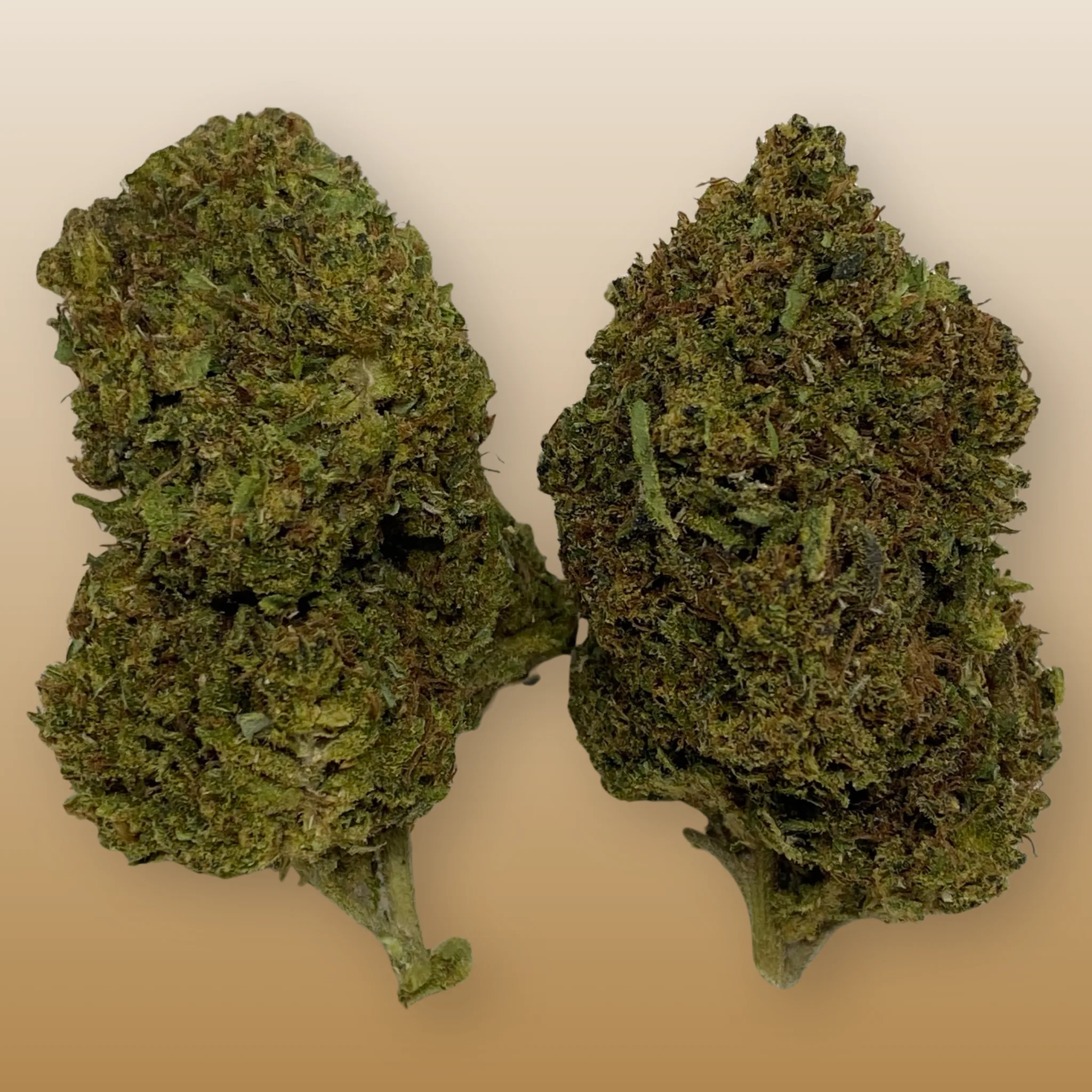 Deadhead OG cannabis strain, expertly cultivated by Baked In Bushwick