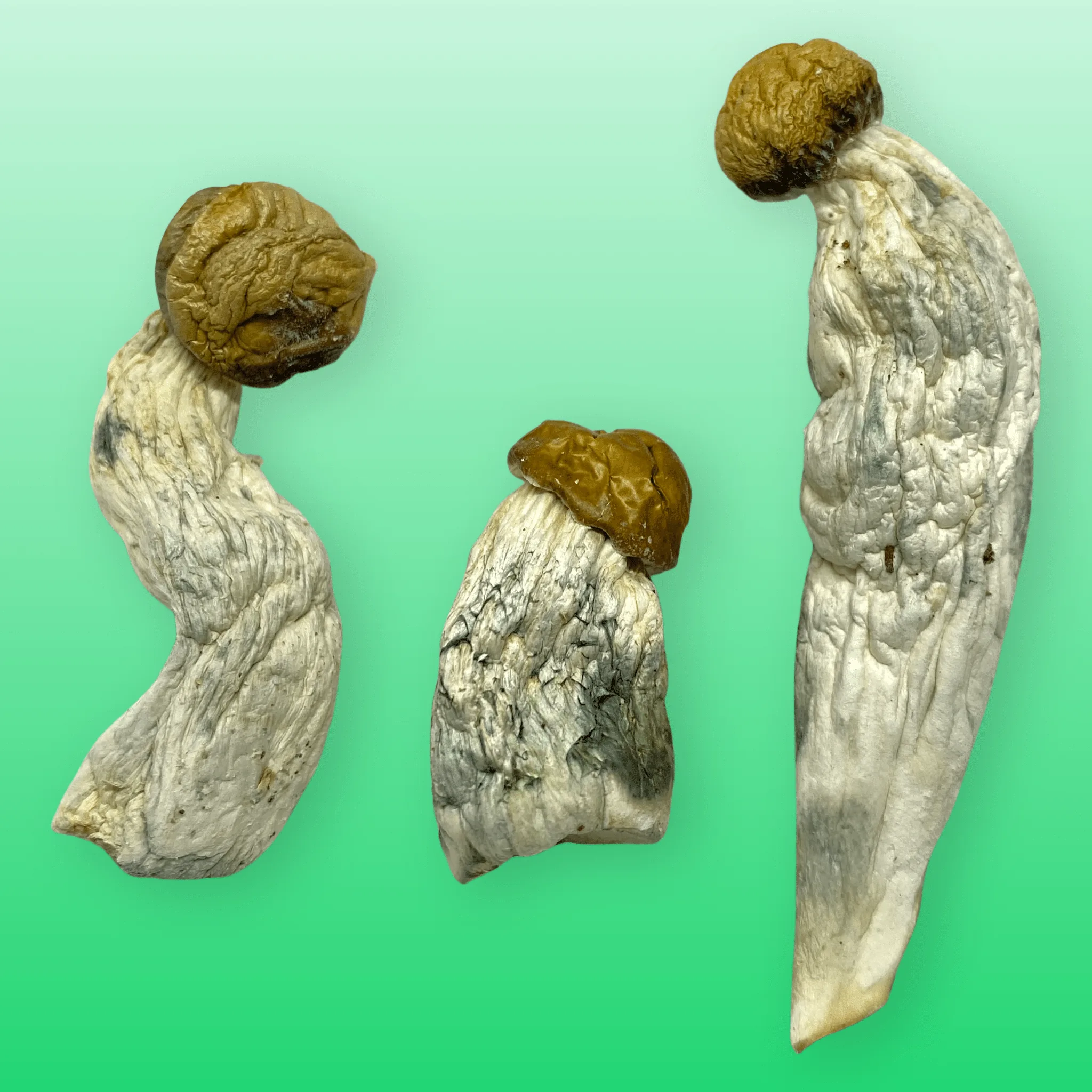 Thrasher psilocybin mushroom strain, expertly cultivated by Baked In Bushwick