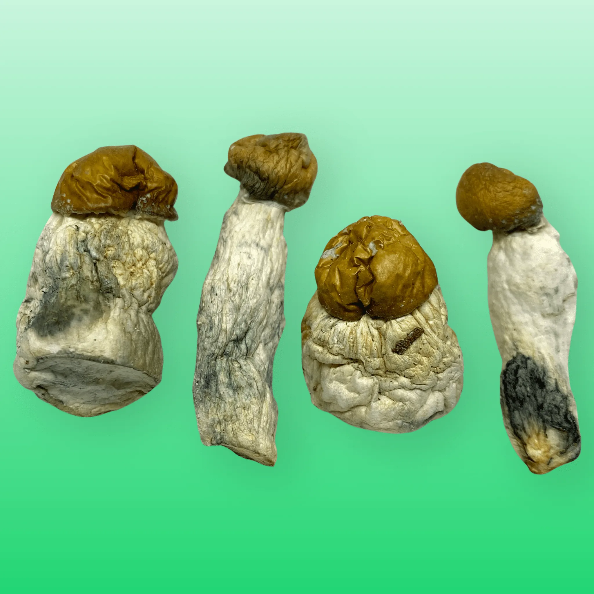 Thrasher psilocybin mushroom strain, expertly cultivated by Baked In Bushwick