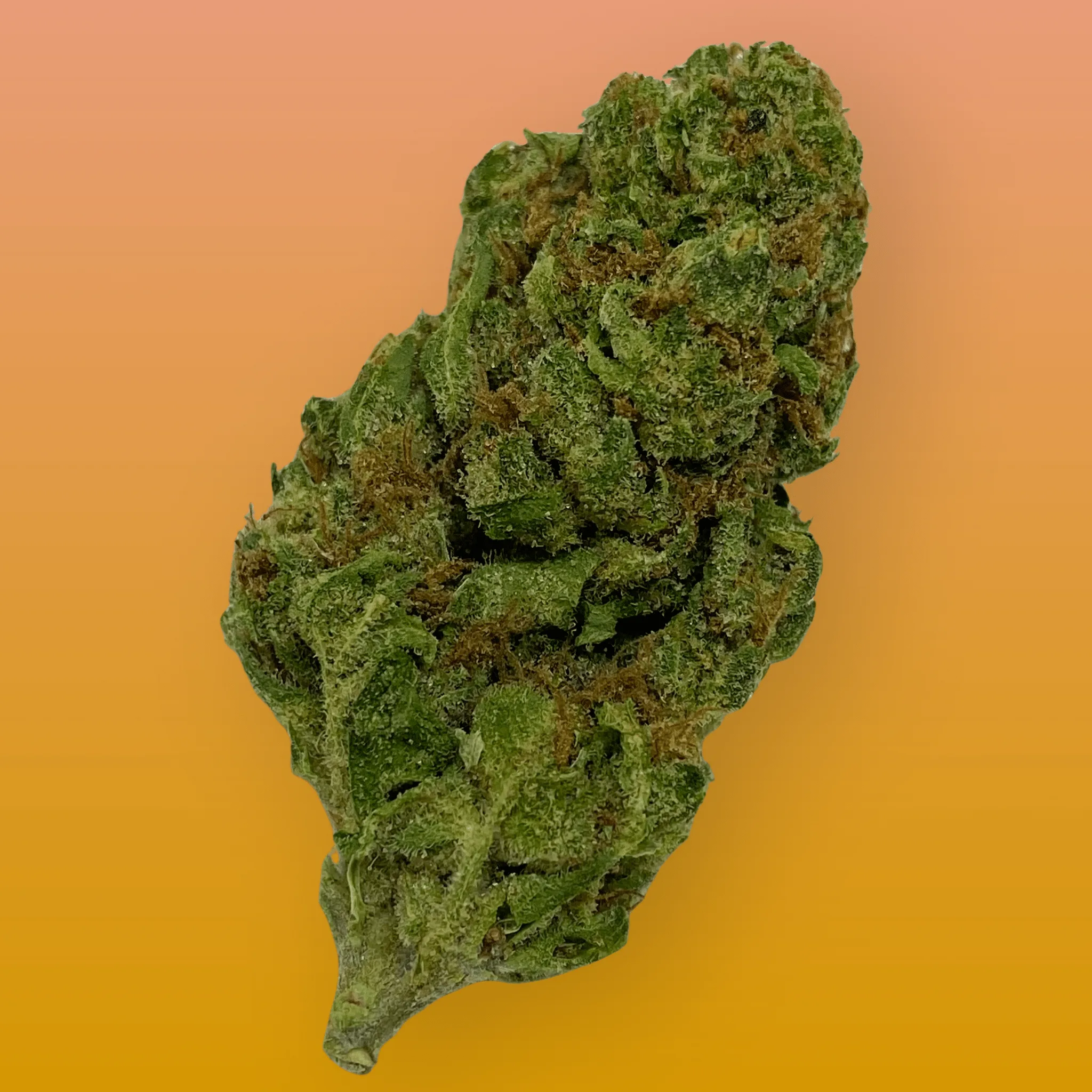 Peachy Mack cannabis strain, expertly cultivated by Baked In Bushwick