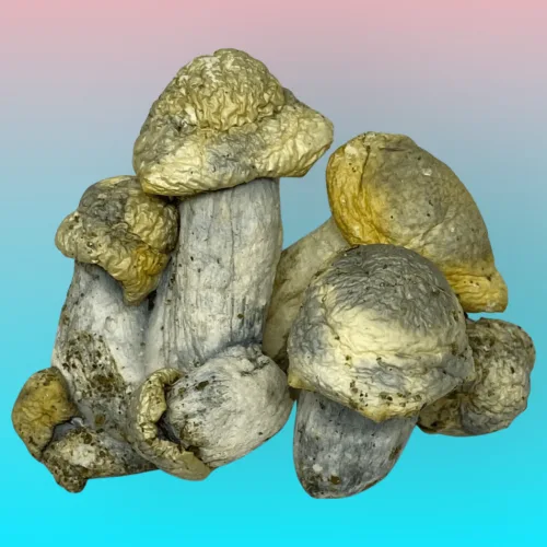 Casper psilocybin mushroom strain, hand-crafted by Baked In Bushwick