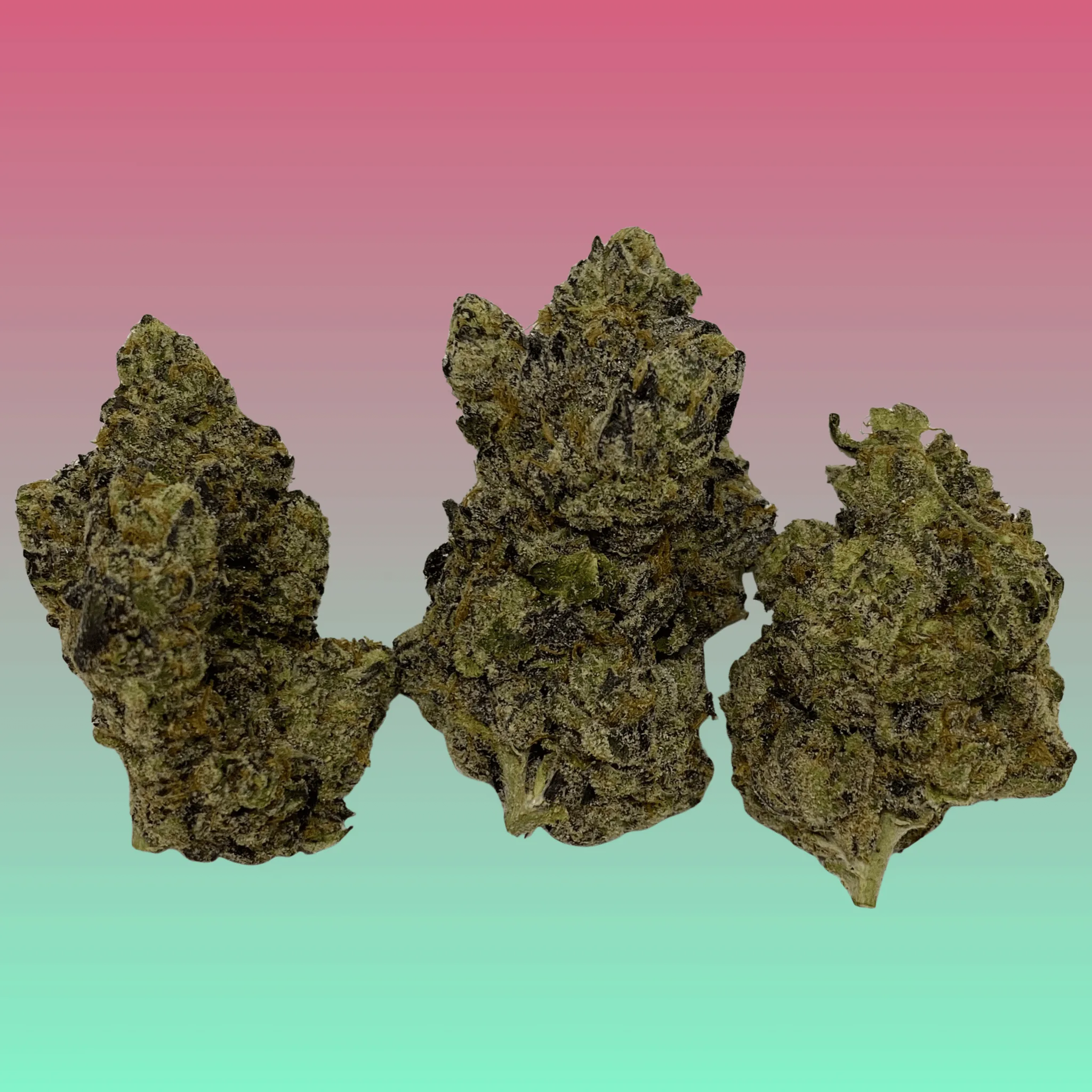 Close-up of Gas Candy cannabis strain, freshly harvested and hand-crafted by Baked In Bushwick