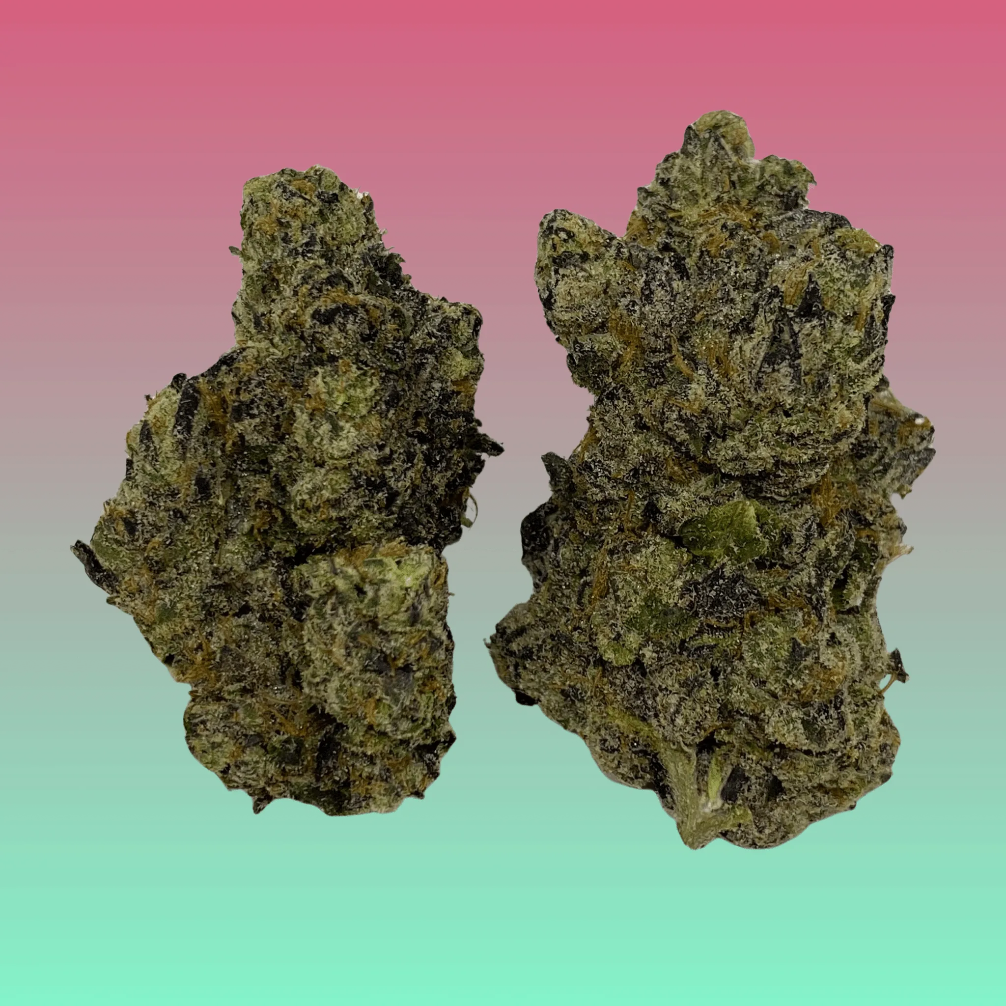 Close-up of Gas Candy cannabis strain, freshly harvested and hand-crafted by Baked In Bushwick