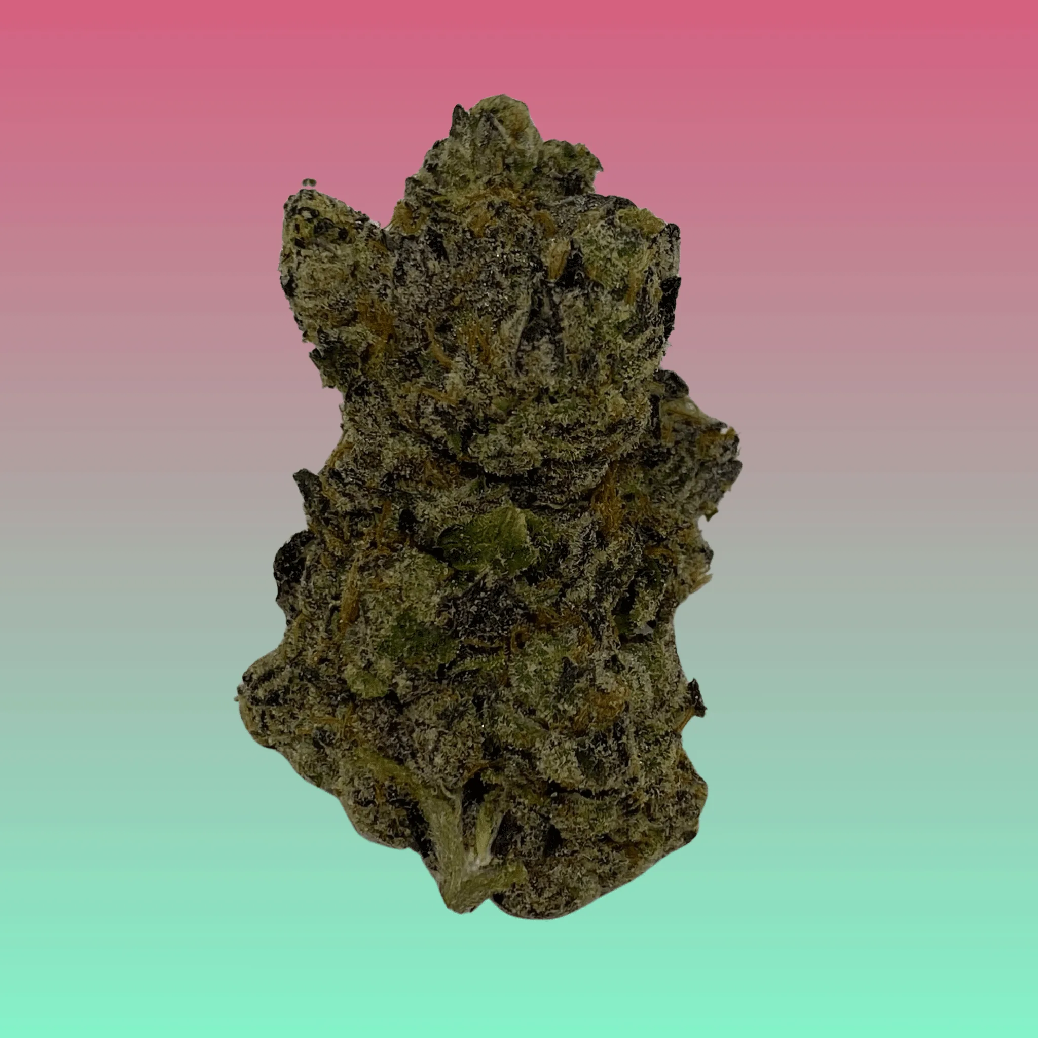 Close-up of Gas Candy cannabis strain, freshly harvested and hand-crafted by Baked In Bushwick