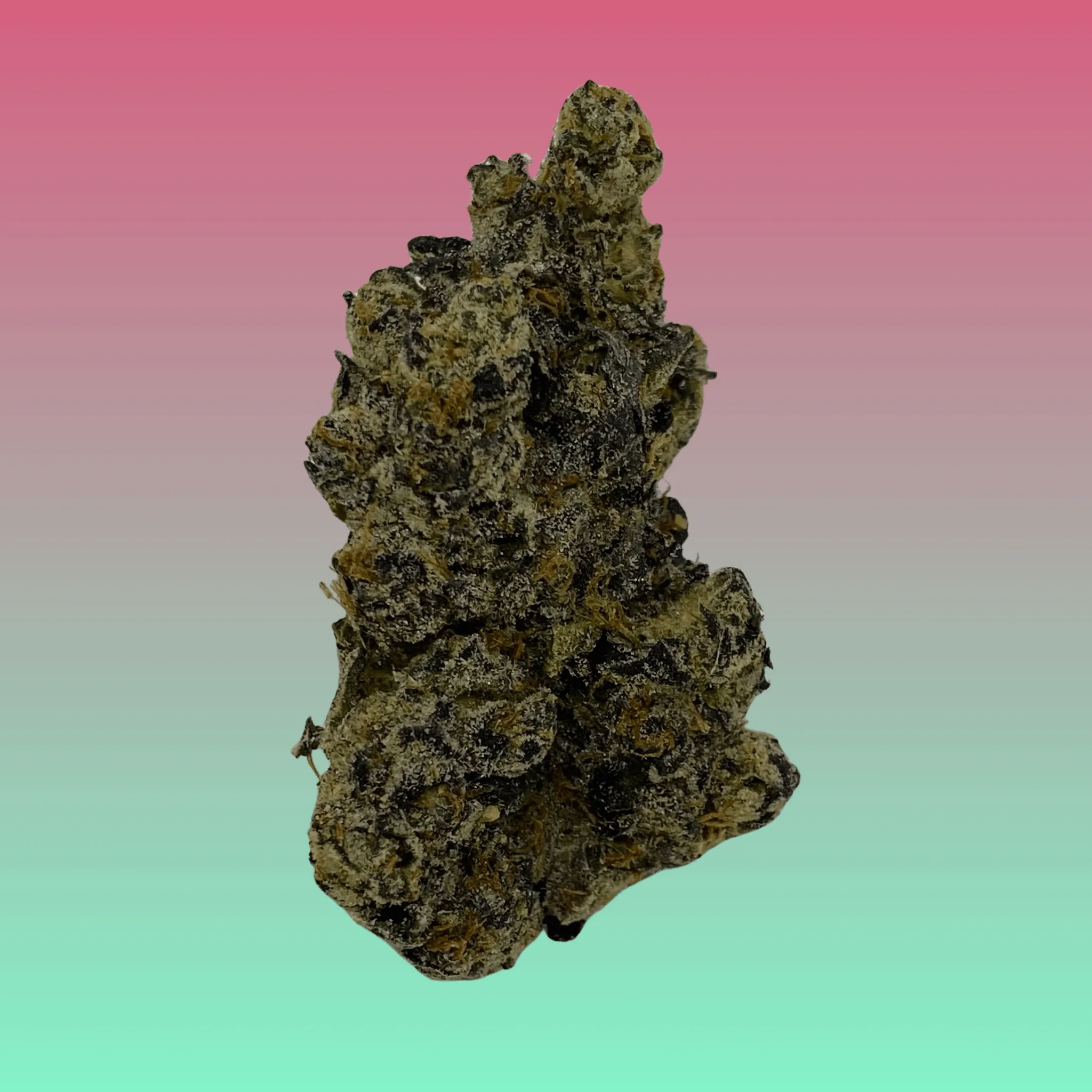 Close-up of Gas Candy cannabis strain, freshly harvested and hand-crafted by Baked In Bushwick