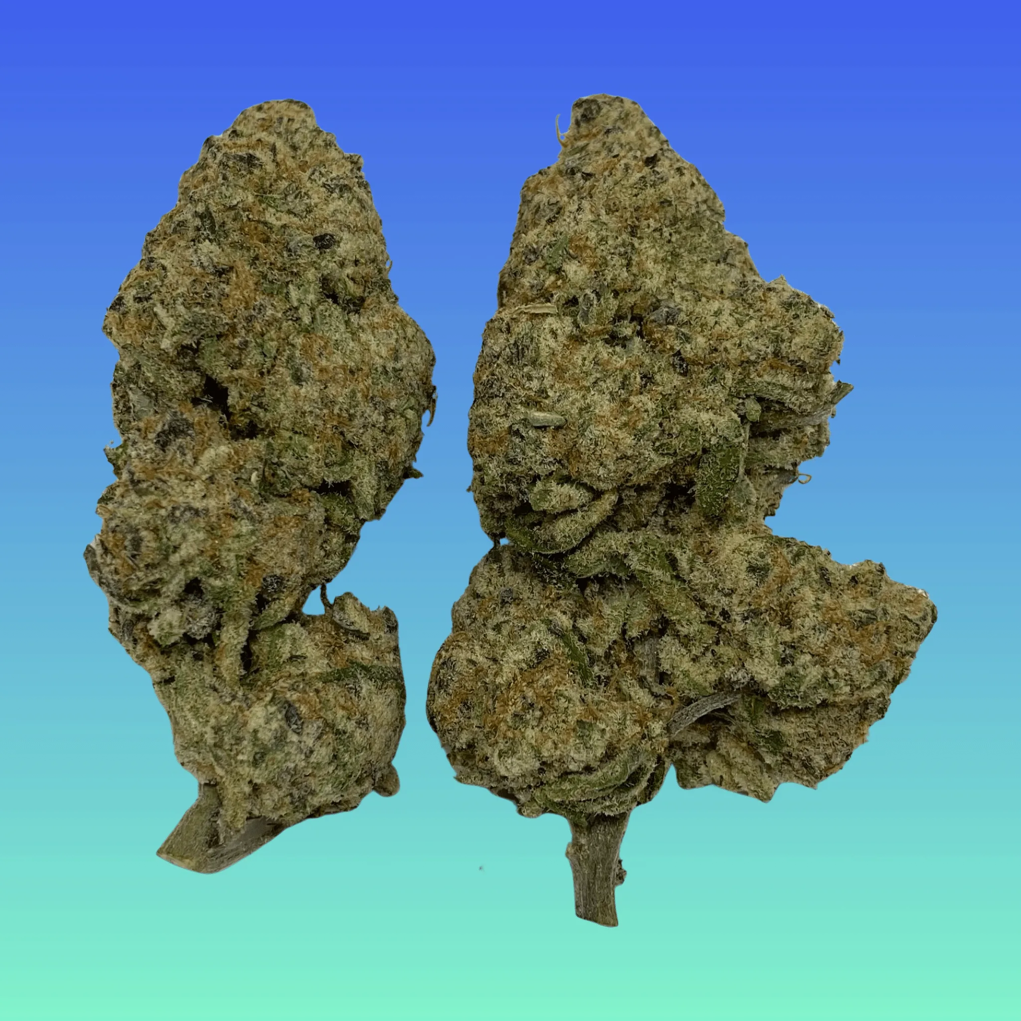 Close-up of premium Purple Punch cannabis flower, hand-crafted by Baked In Bushwick