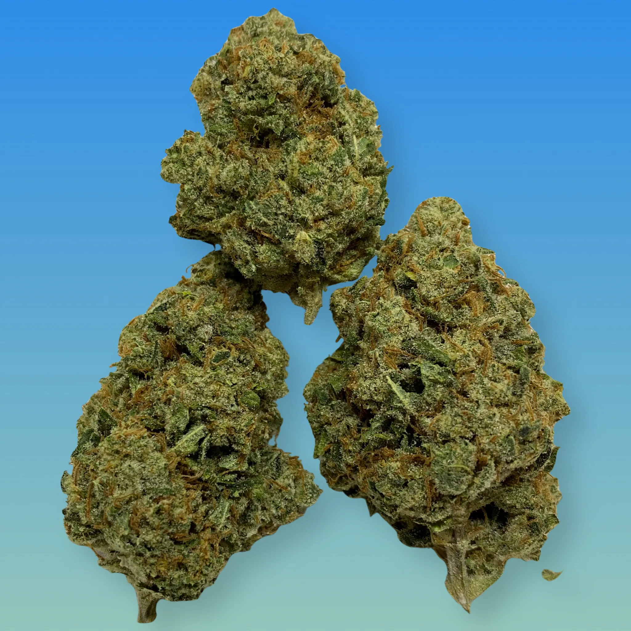 Silver Haze cannabis flower – bright green, frosty buds with a citrusy, earthy aroma, available from Baked In Bushwick.