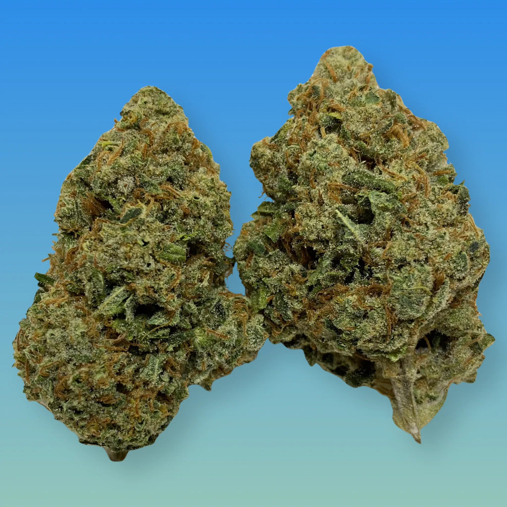 Silver Haze cannabis flower – bright green, frosty buds with a citrusy, earthy aroma, available from Baked In Bushwick.