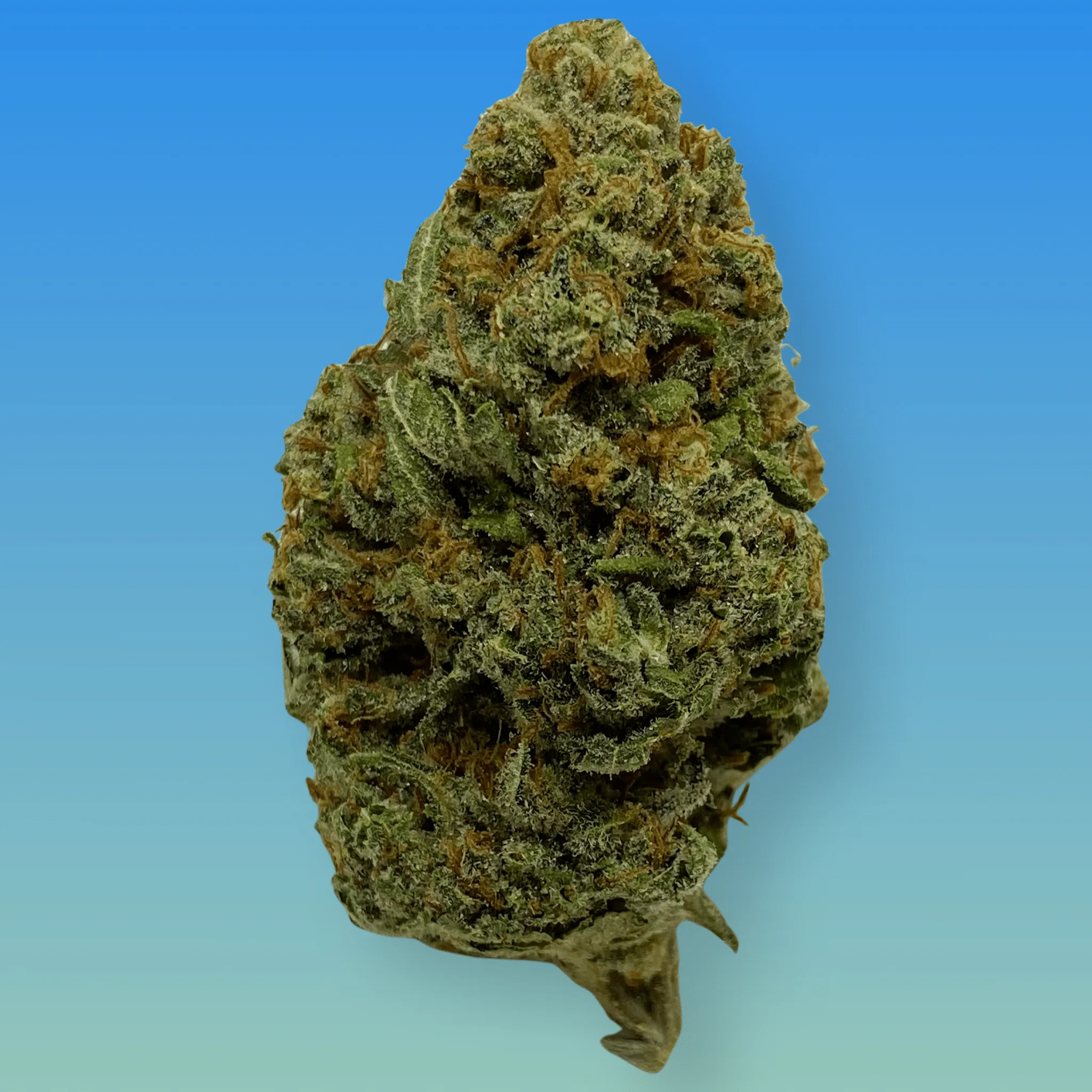 Silver Haze cannabis flower – bright green, frosty buds with a citrusy, earthy aroma, available from Baked In Bushwick.