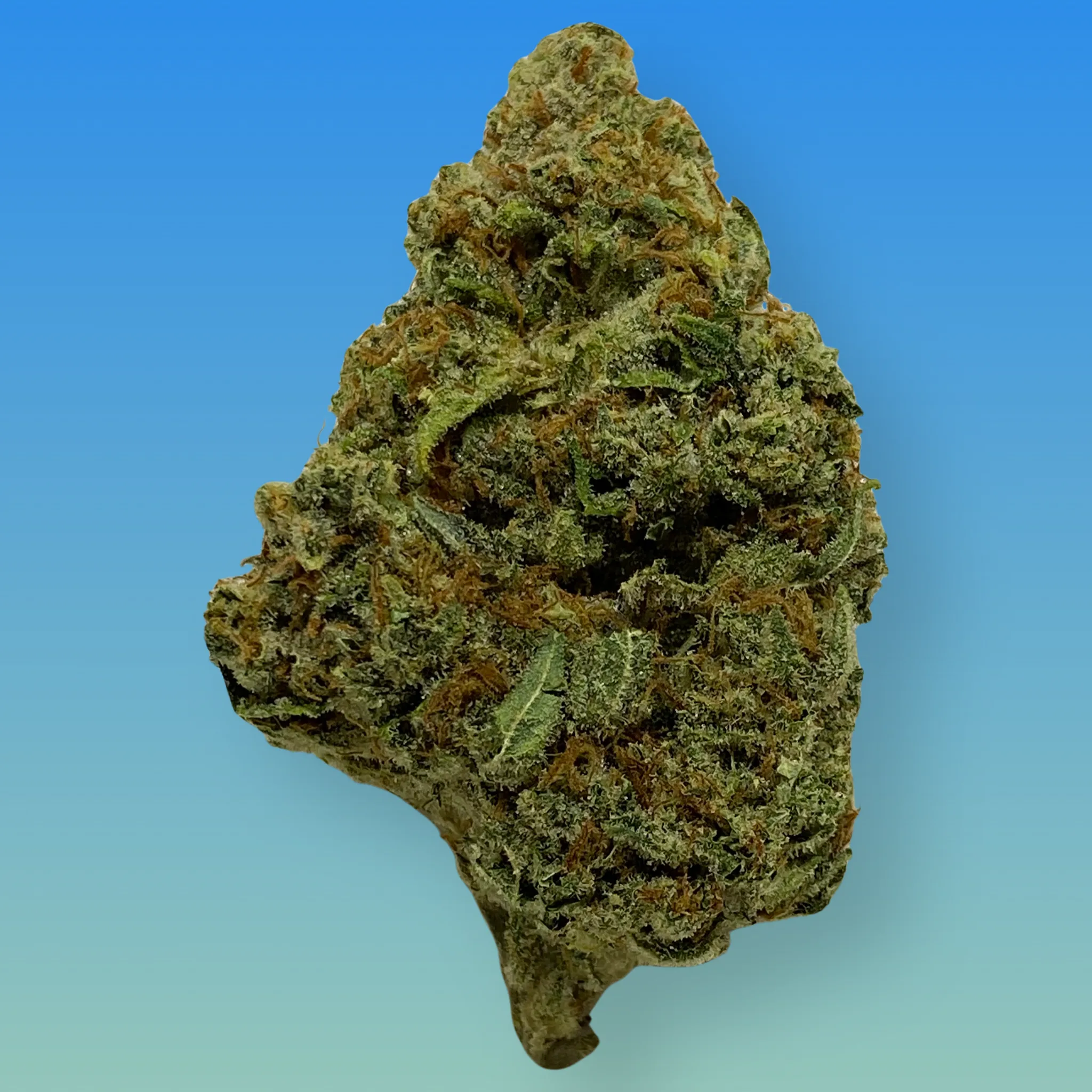 Silver Haze cannabis flower – bright green, frosty buds with a citrusy, earthy aroma, available from Baked In Bushwick.