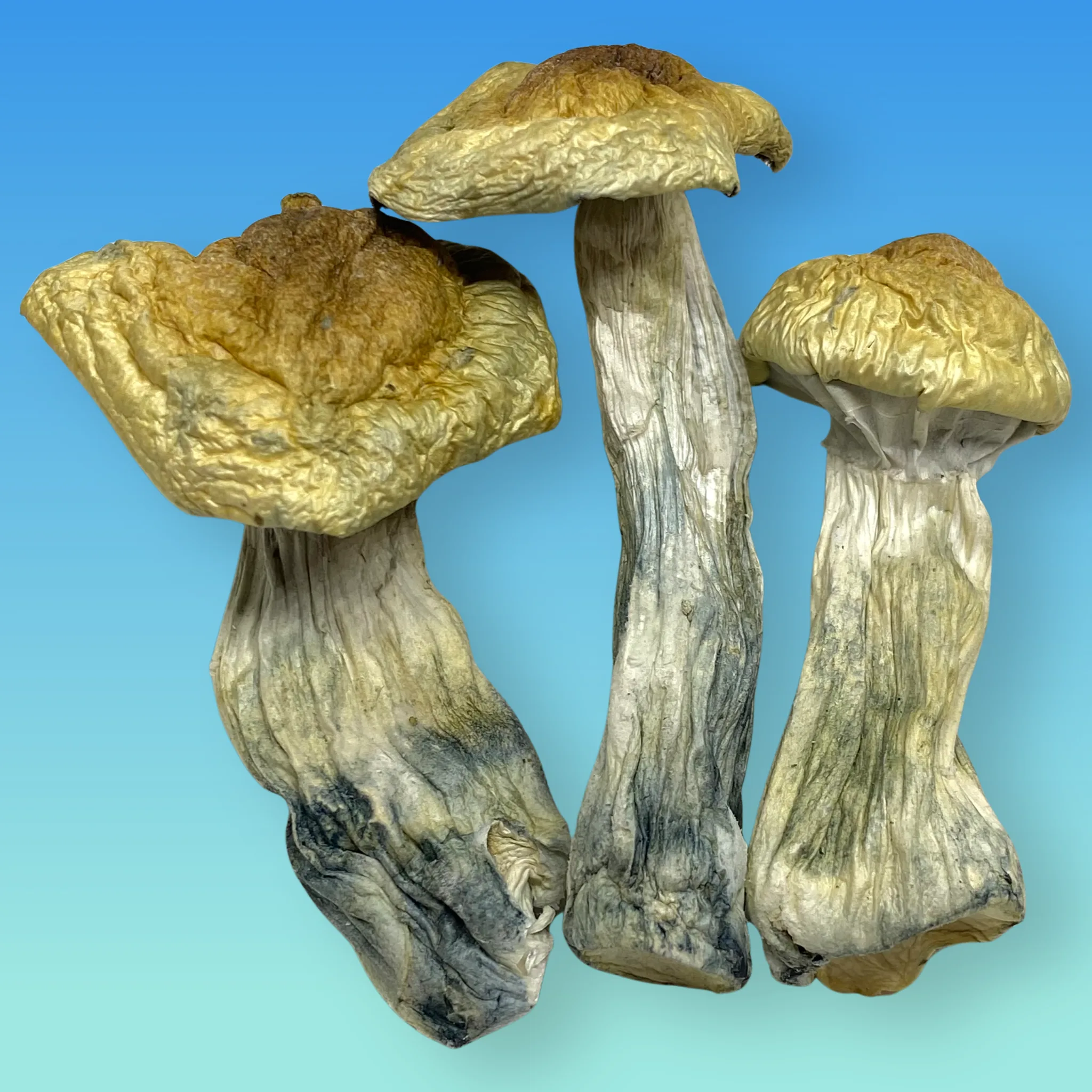 Albino A+ mushrooms – pale, dried psilocybin caps and stems with a ghostly white appearance, available from Baked In Bushwick.