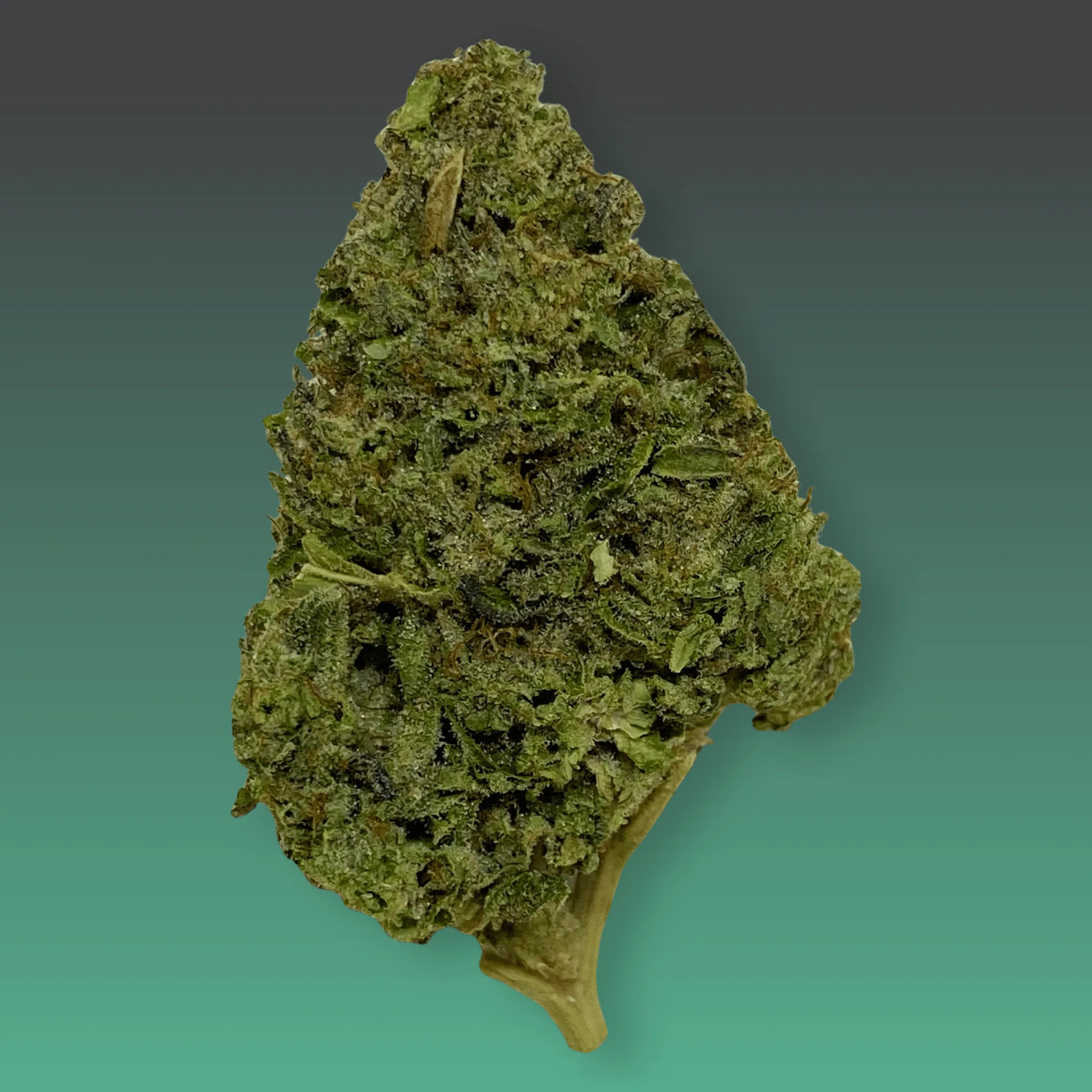 Gorilla Cake cannabis flower – dense, frosty buds with earthy tones and pungent aroma, available from Baked In Bushwick.
