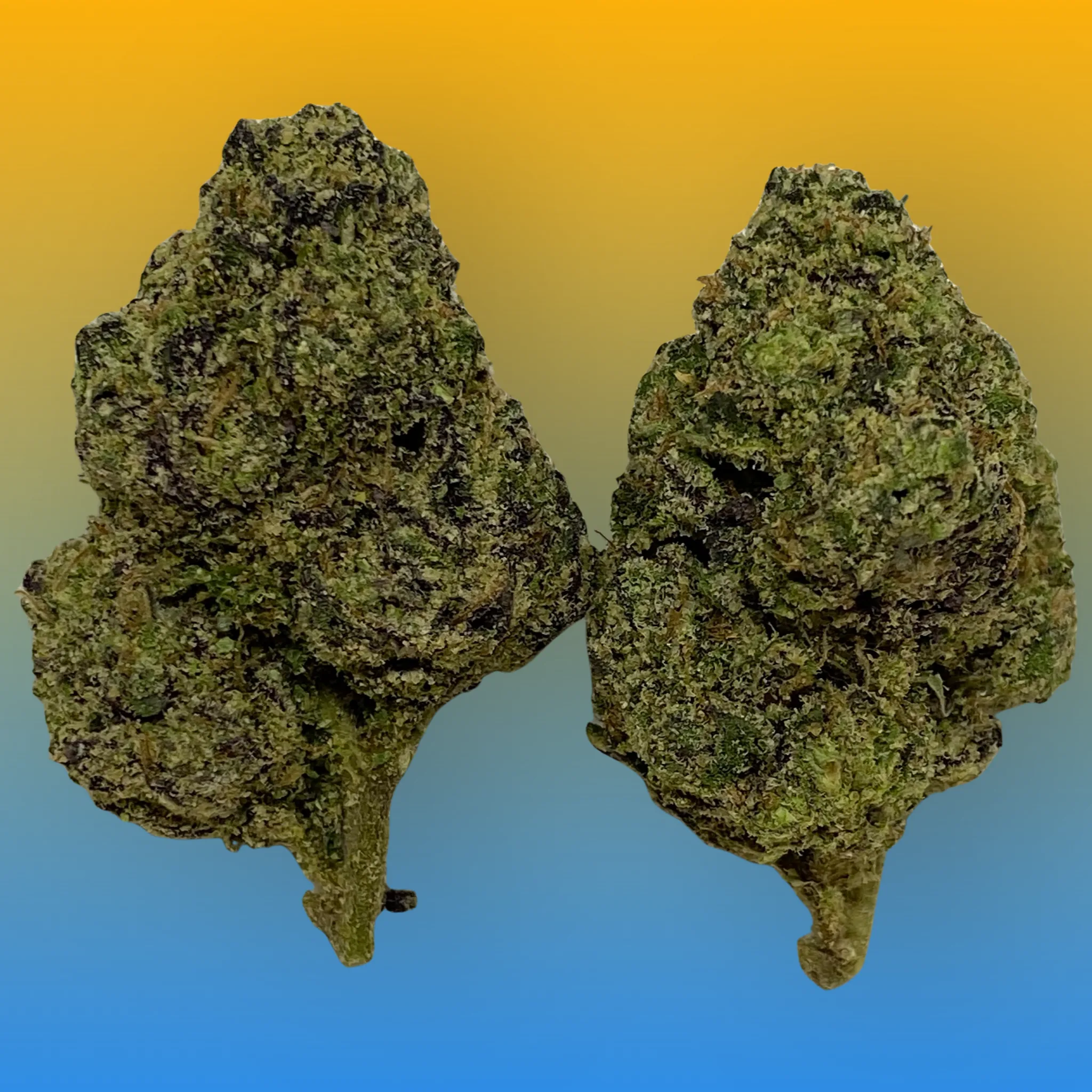 Runtz cannabis flower – frosty, dense buds with purple and lime green hues, offering a sweet candy aroma. Available at Baked In Bushwick.
