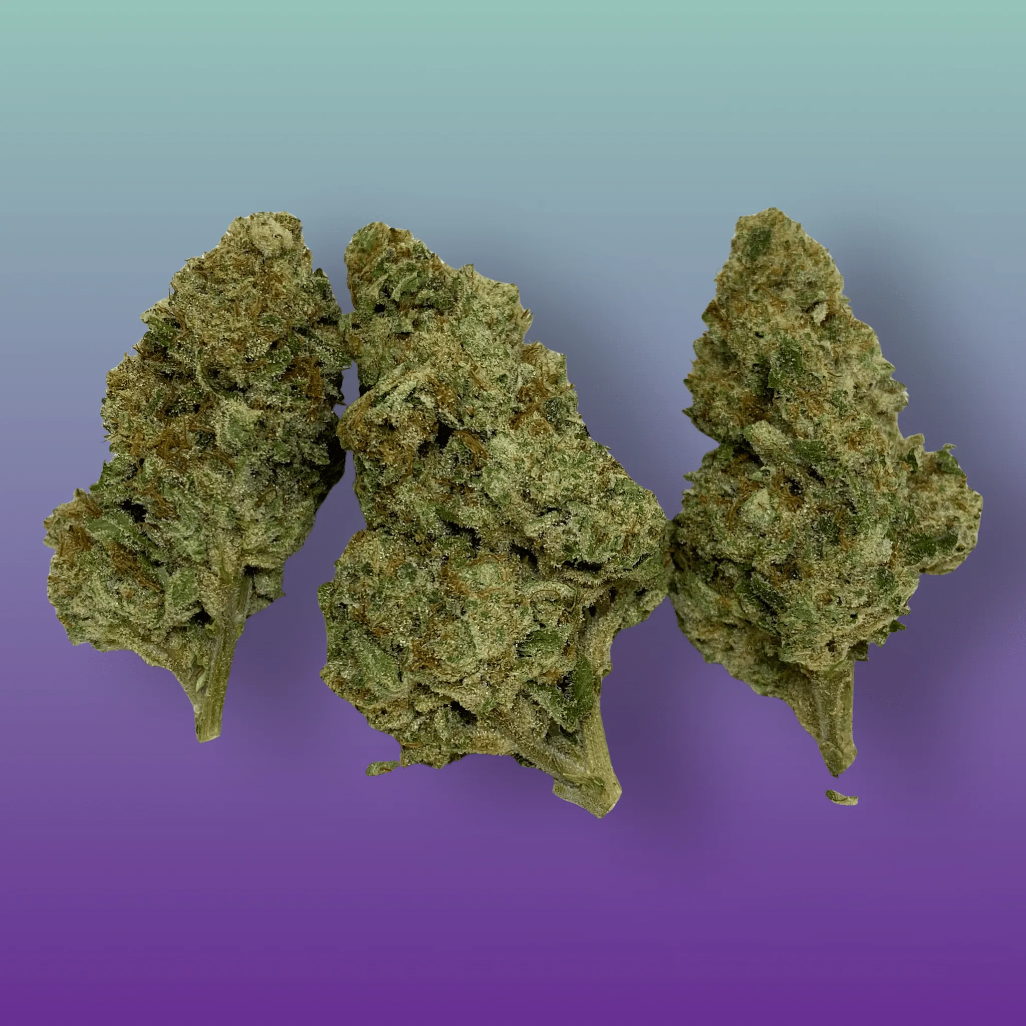 Gushers cannabis flower – vibrant, frosty buds with deep purple hues and fruity candy aroma, available from Baked In Bushwick.