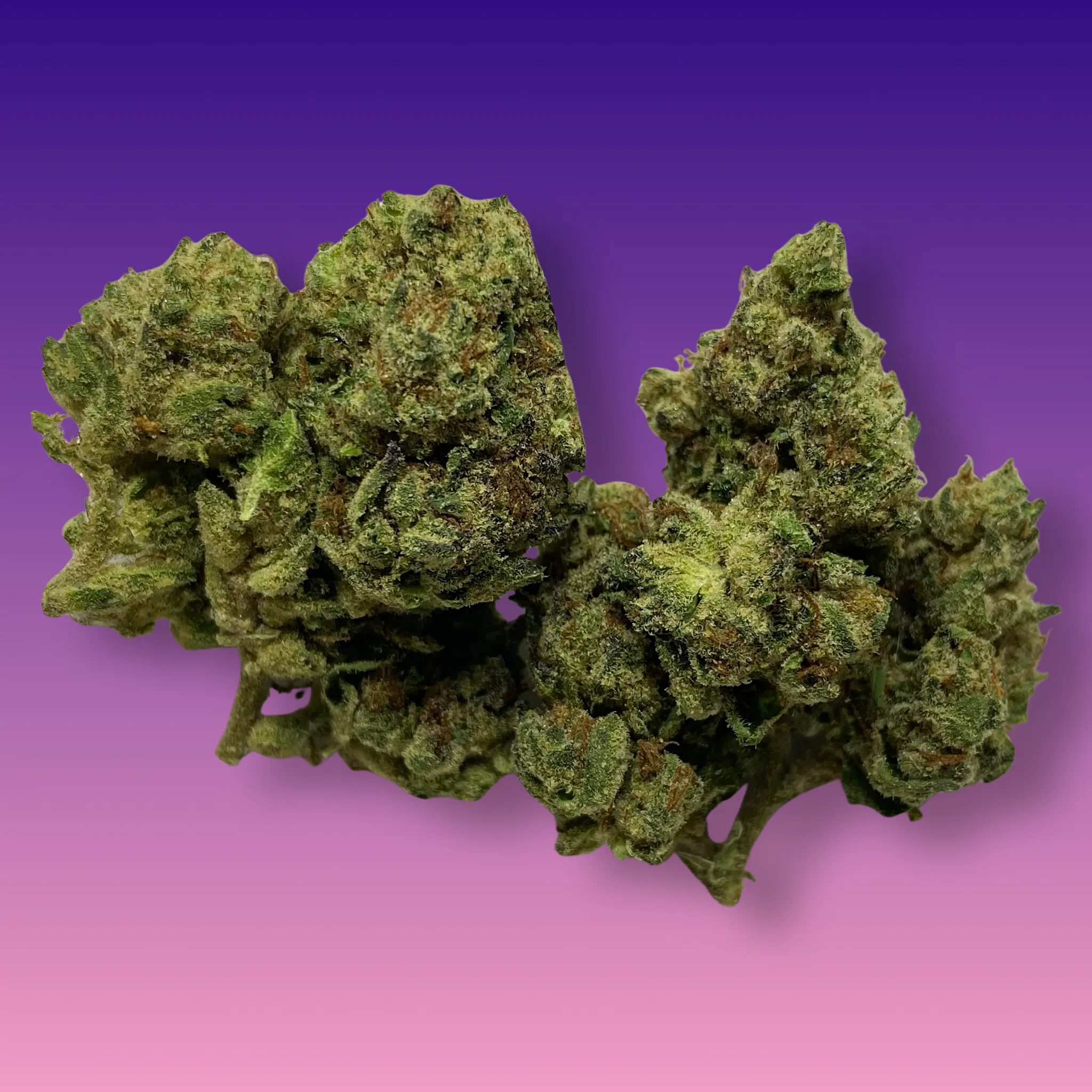 Cheerios cannabis flower – dense buds with golden tones and a sweet, cereal-like aroma, available at Baked In Bushwick.