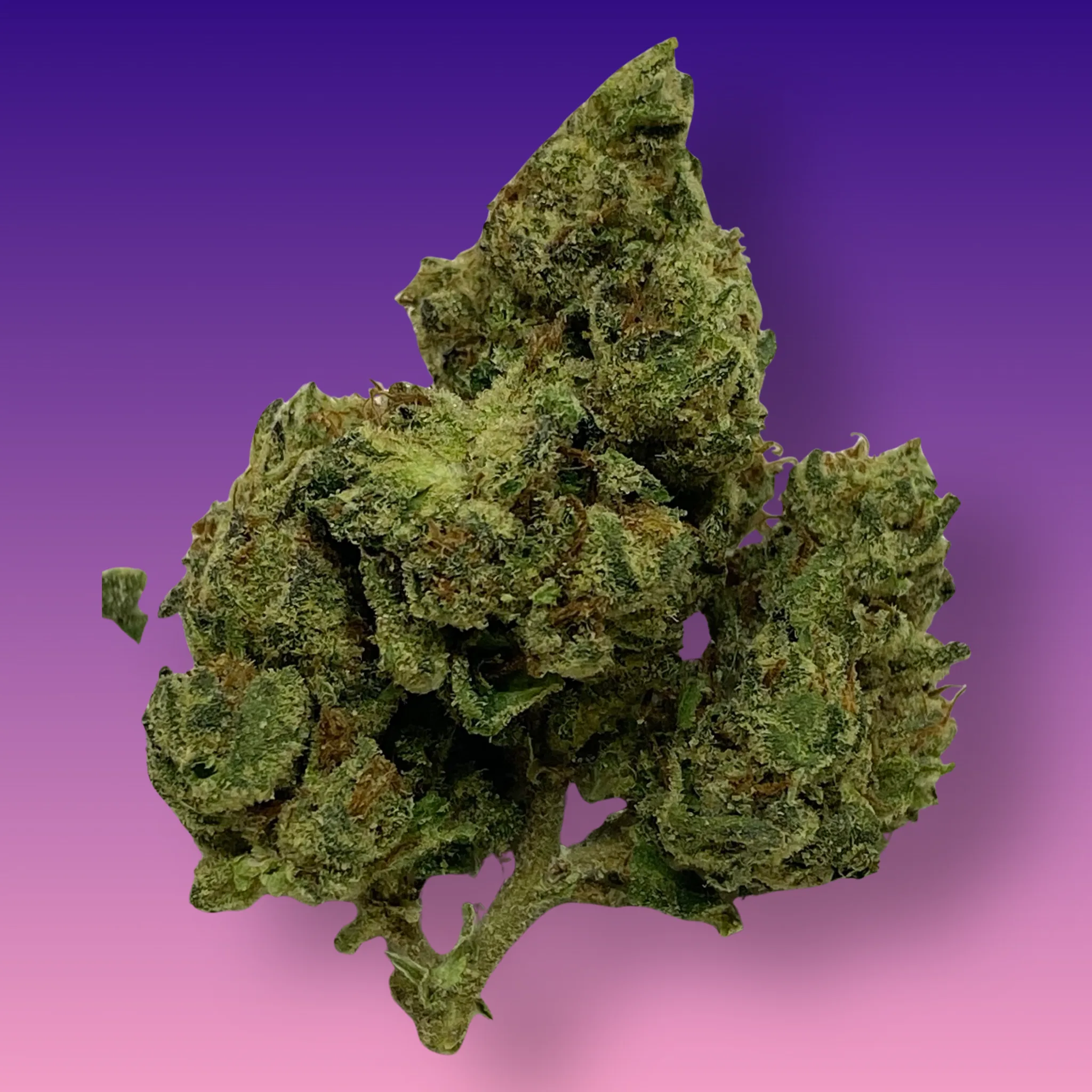 Cheerios cannabis flower – dense buds with golden tones and a sweet, cereal-like aroma, available at Baked In Bushwick.