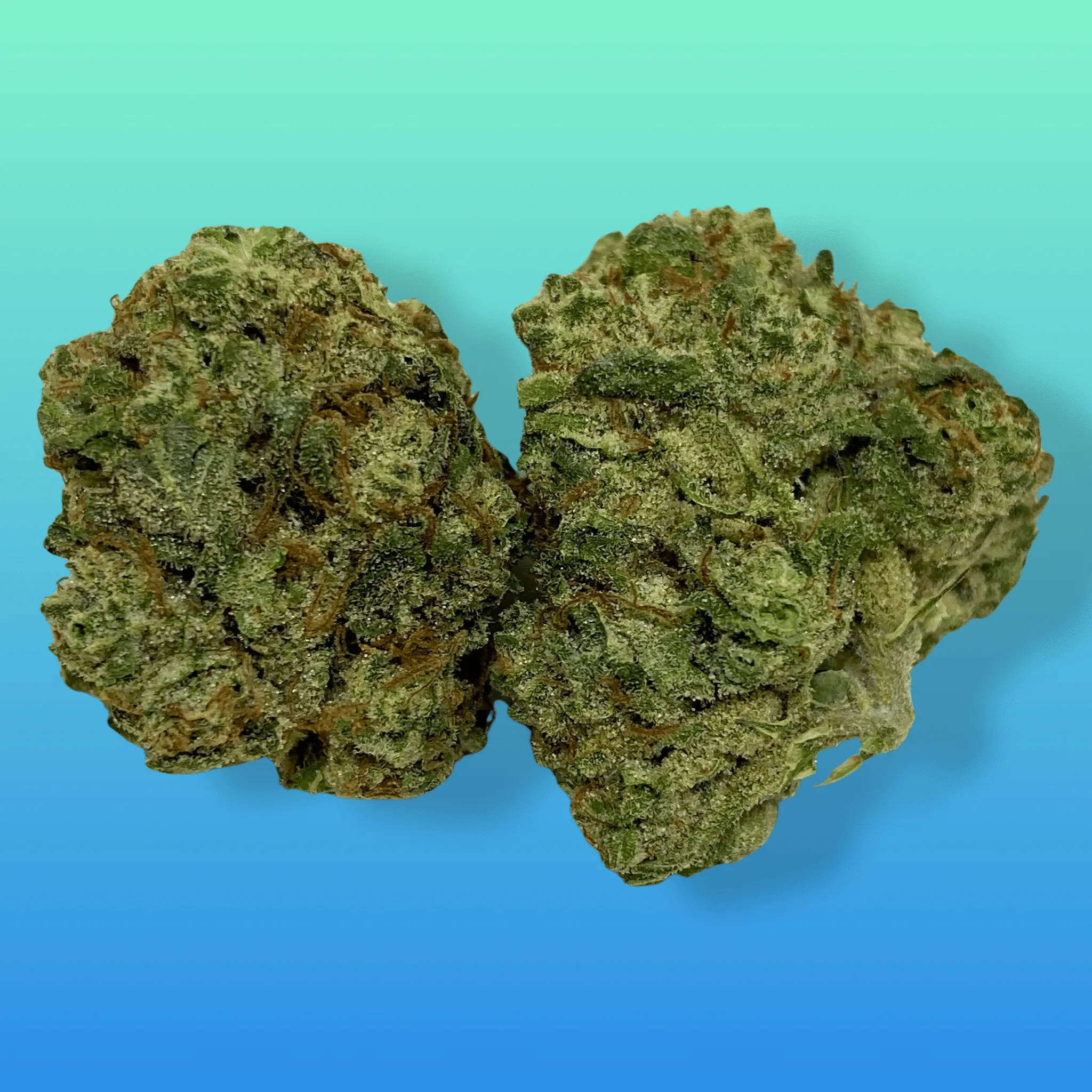 Pluto cannabis flower – dense, frosty buds with purple hues and a gassy aroma, available at Baked In Bushwick.