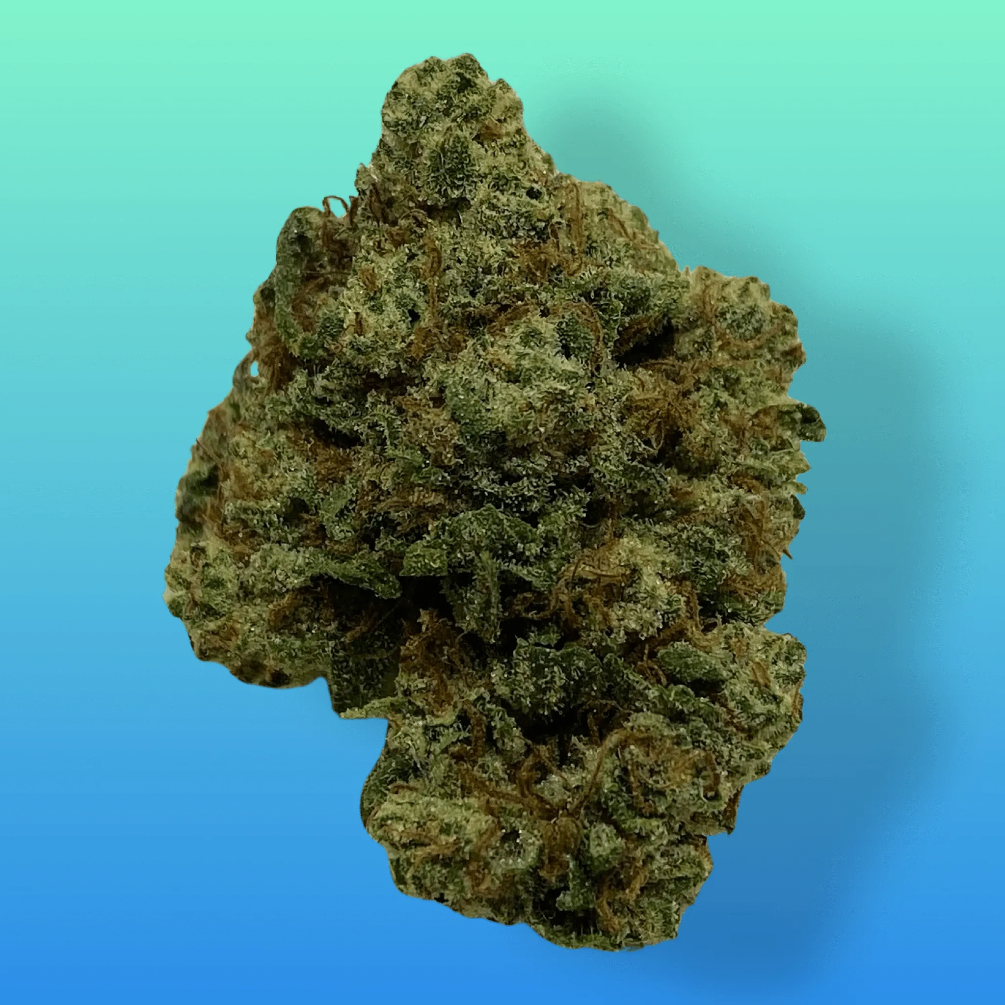 Pluto cannabis flower – dense, frosty buds with purple hues and a gassy aroma, available at Baked In Bushwick.