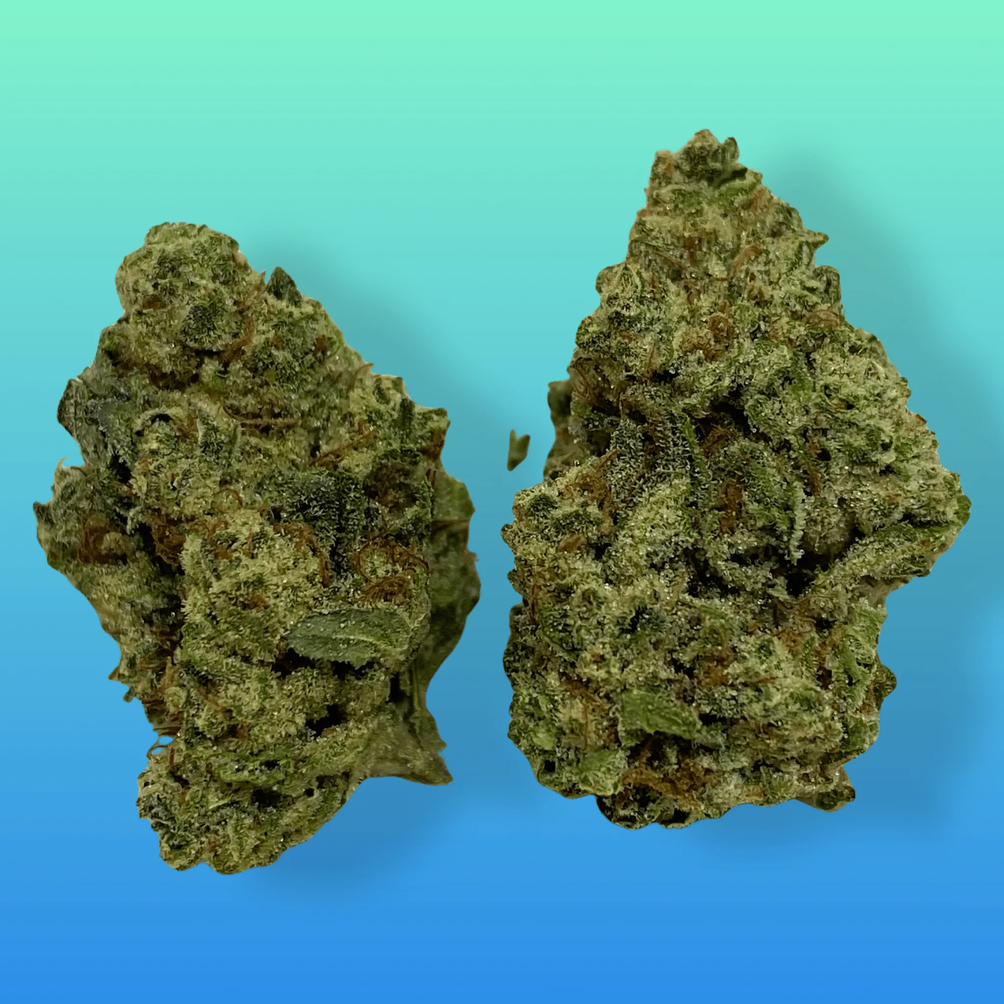 Pluto cannabis flower – dense, frosty buds with purple hues and a gassy aroma, available at Baked In Bushwick.