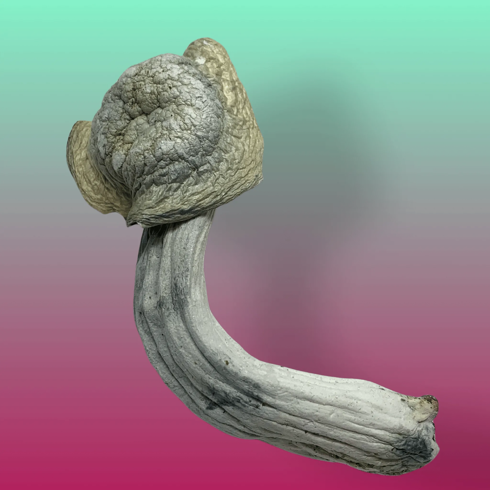 Ghost psilocybin mushrooms – dried magic mushrooms with pale caps and twisted stems, available from Baked In Bushwick.
